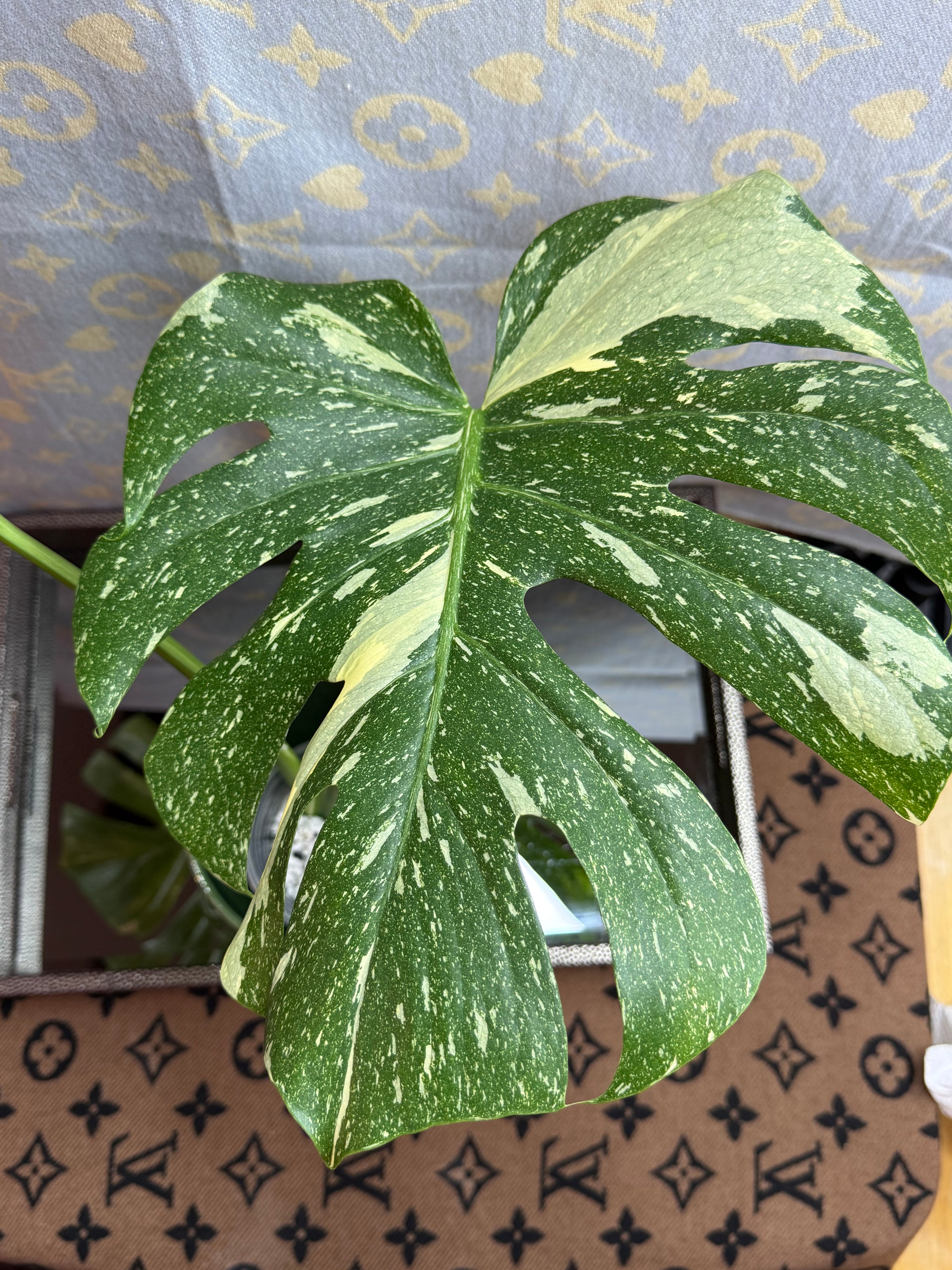 Monstera Thai Constellation cutting