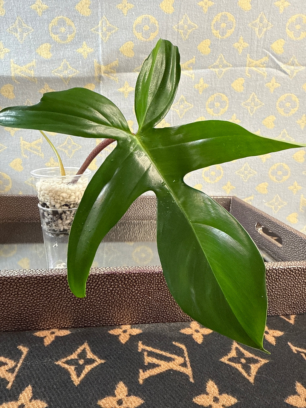 Philodendron Florida Green cutting