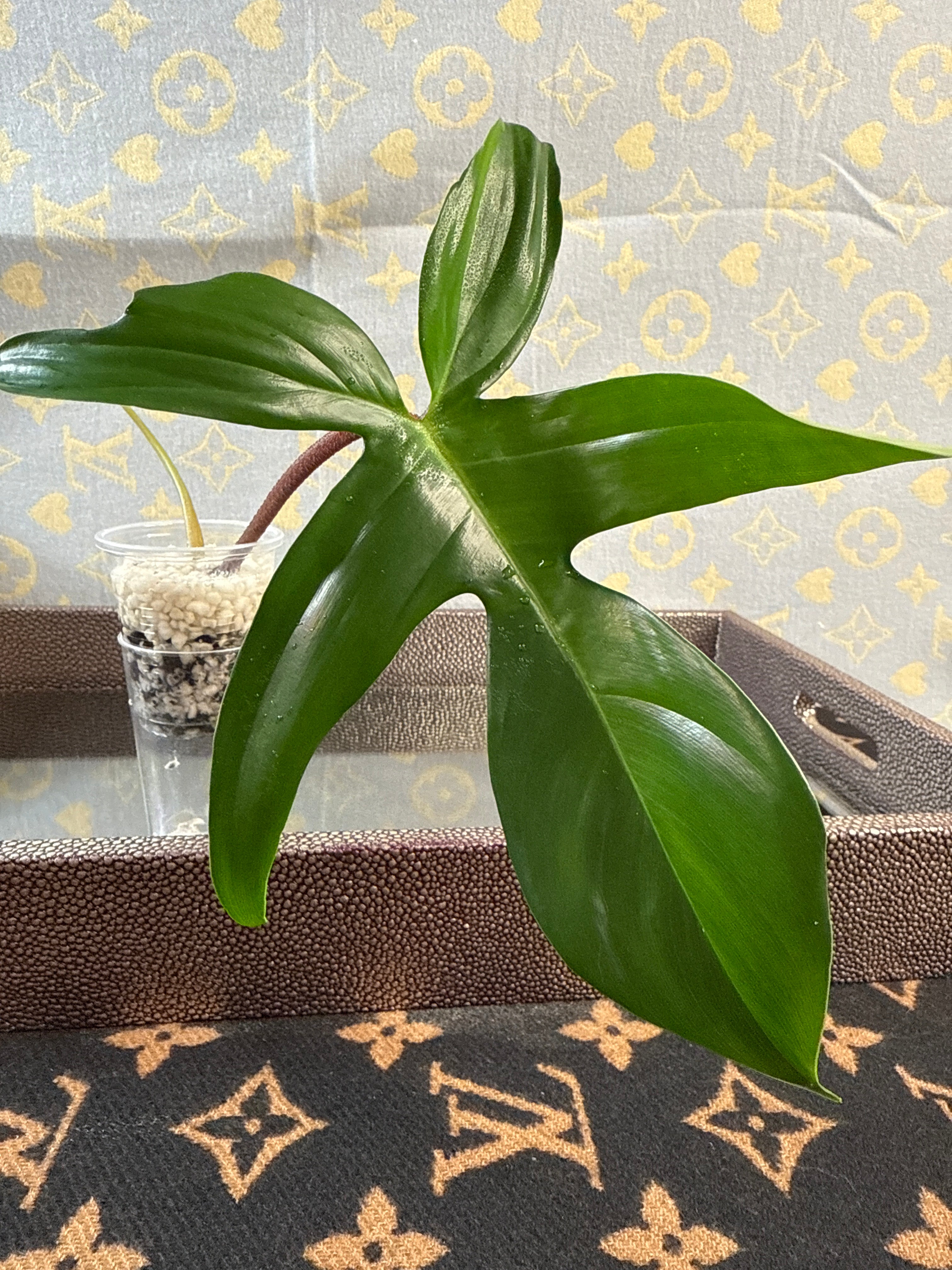 Philodendron Florida Green cutting