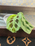 Beauty Kim Maranta Variegated