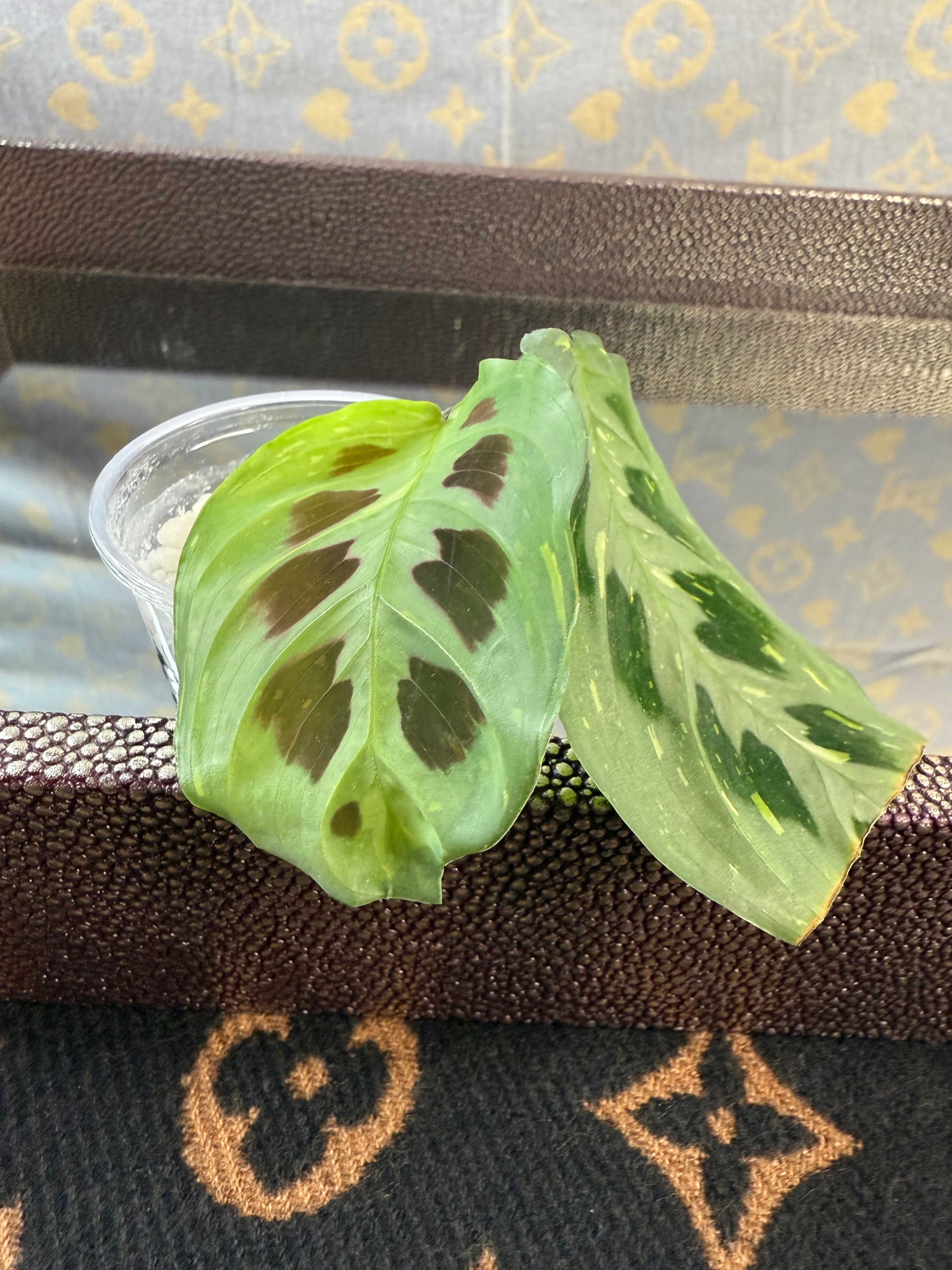 Beauty Kim Maranta Variegated