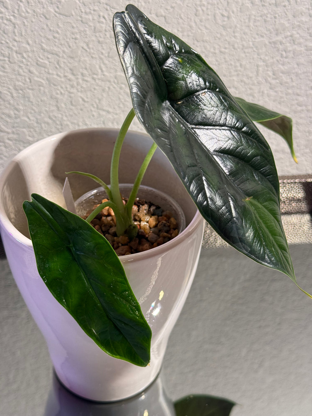 Green Unicorn Alocasia