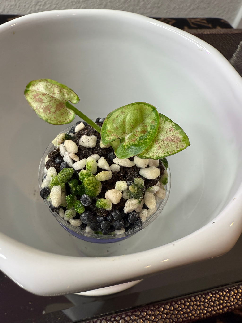 Syngonium
Milk Confetti (acclimated tissue culture)