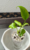 Monstera Sierrana (acclimated tissue culture)