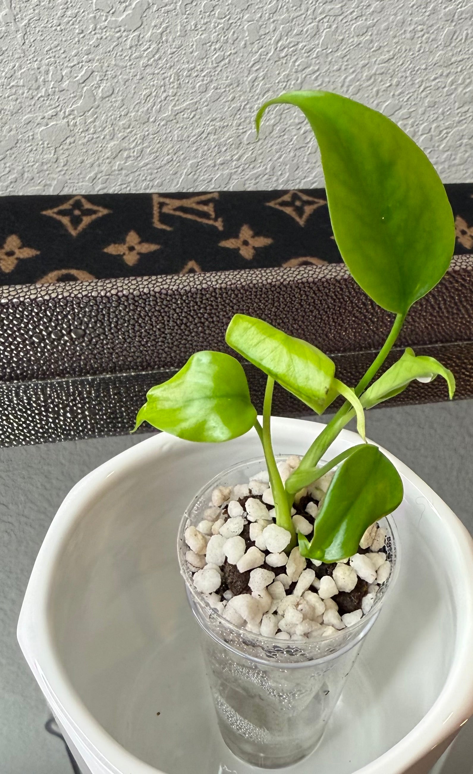 Monstera Sierrana (acclimated tissue culture)