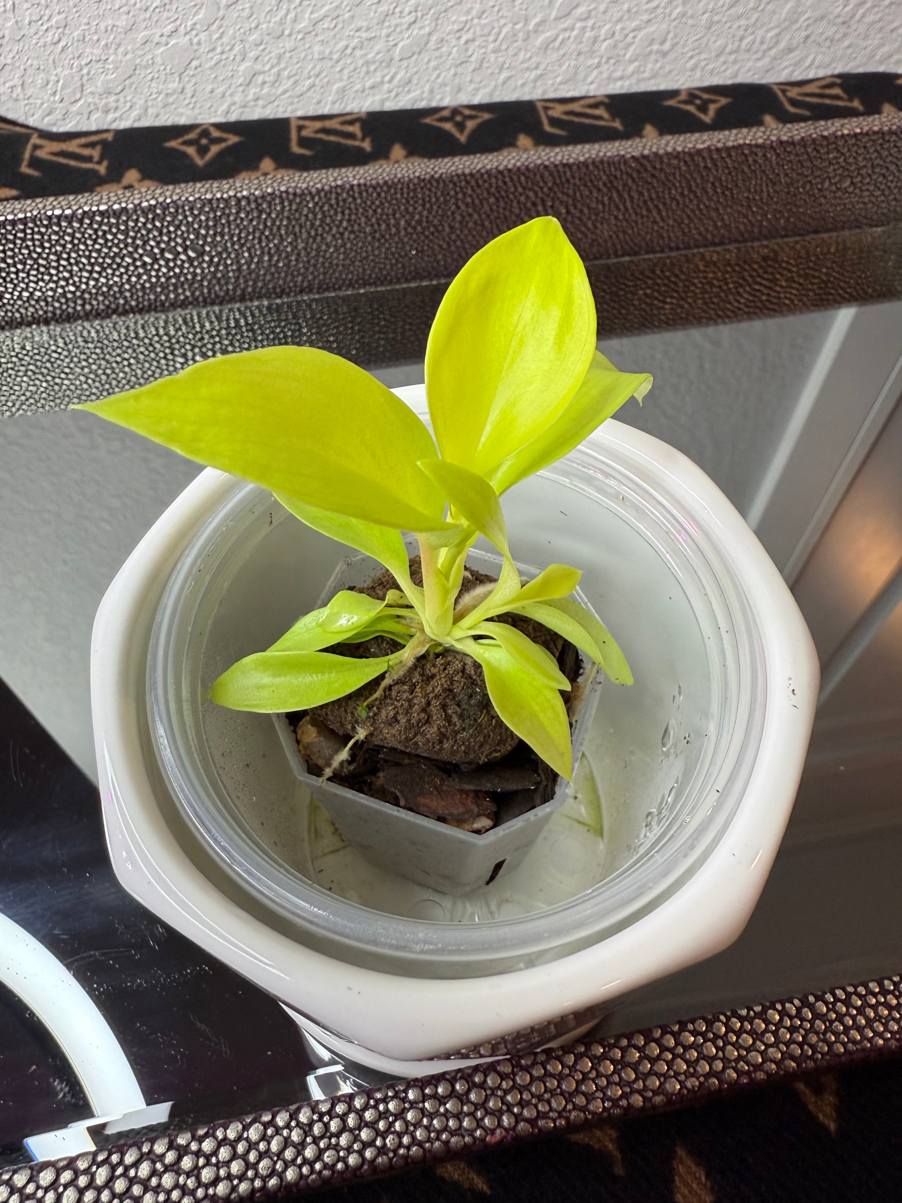 Philodendron Snowdrift (acclimated tissue culture)