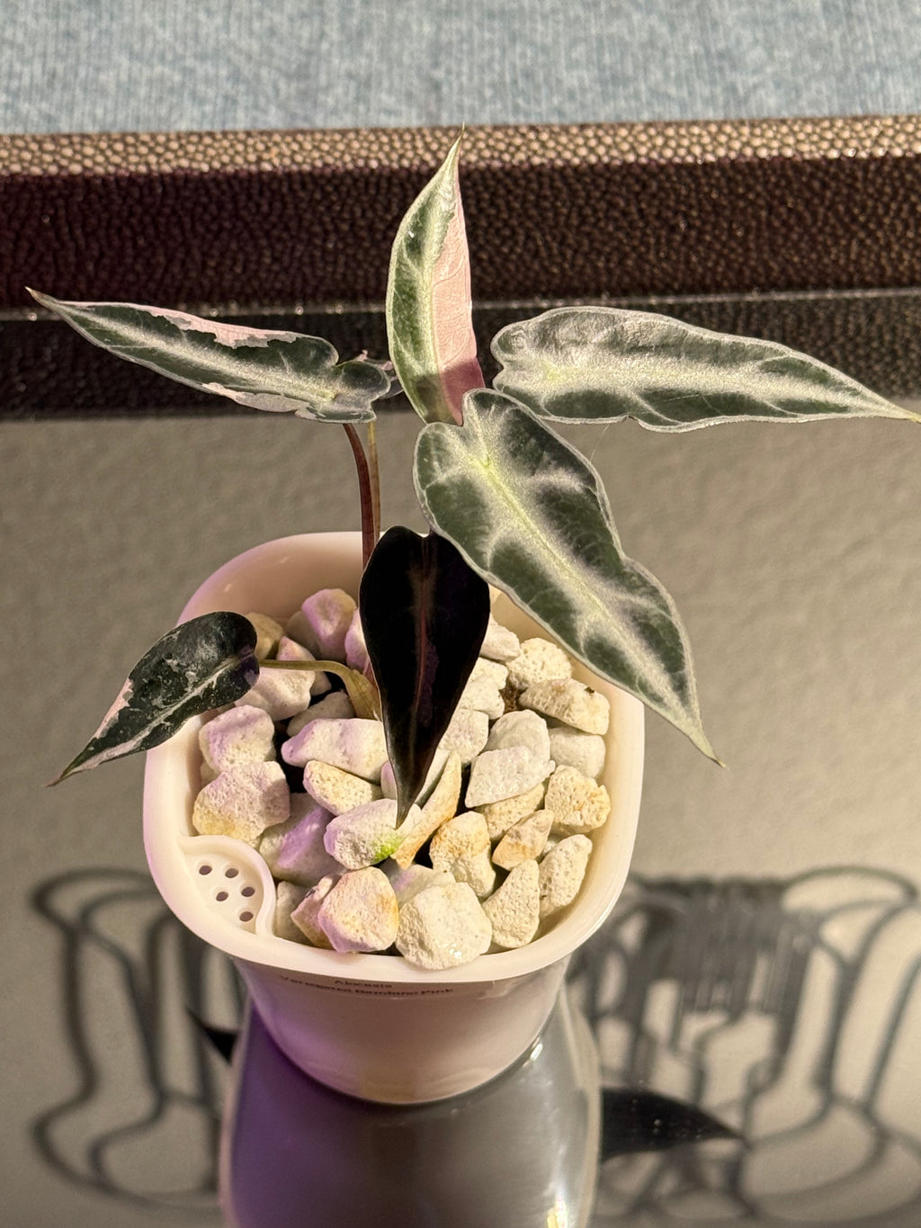 Alocasia Bambino Pink Variegated