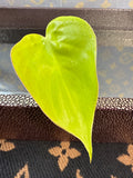 Philodendron Lemon Lime Heartleaf Cutting