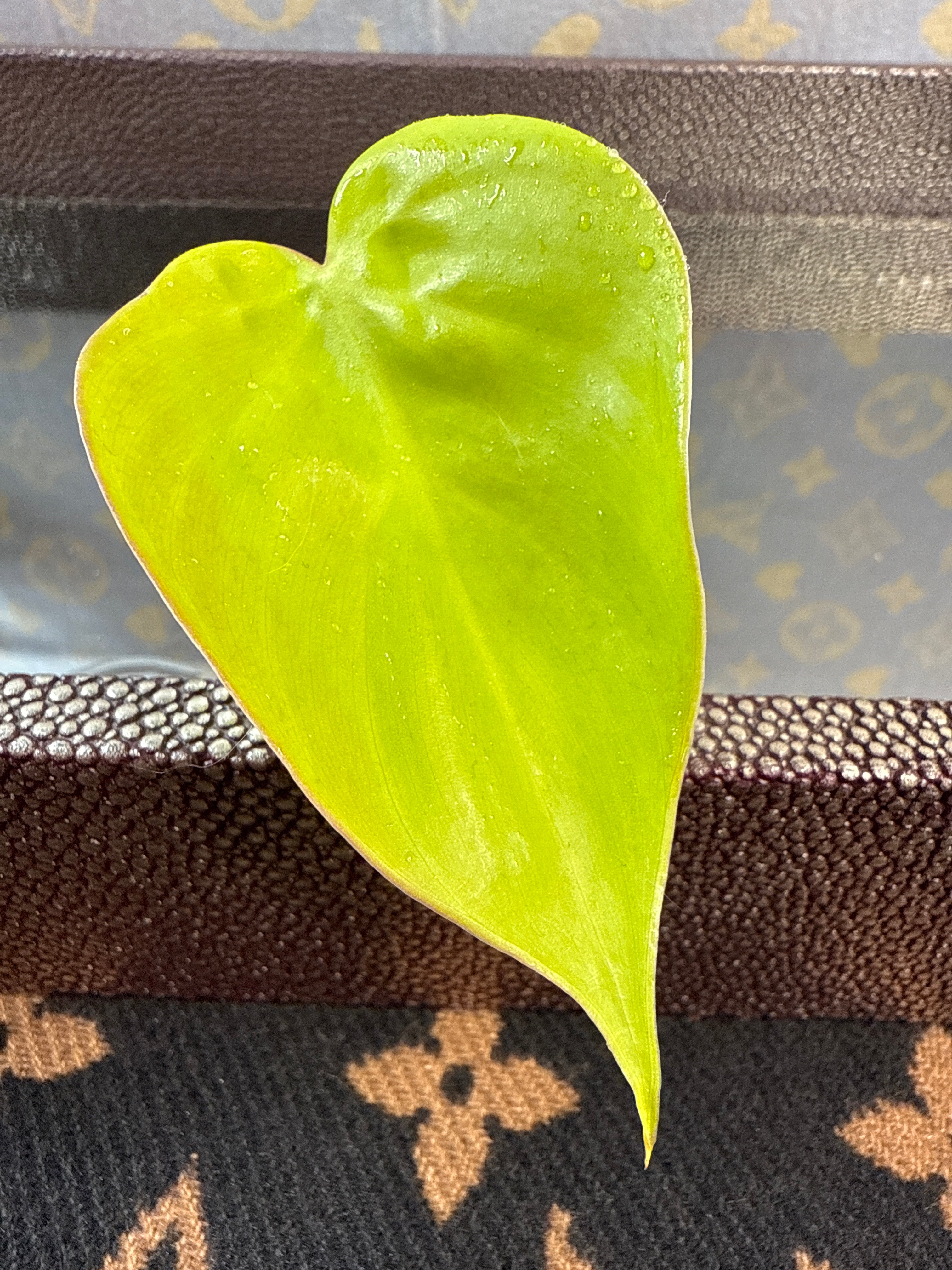 Philodendron Lemon Lime Heartleaf Cutting