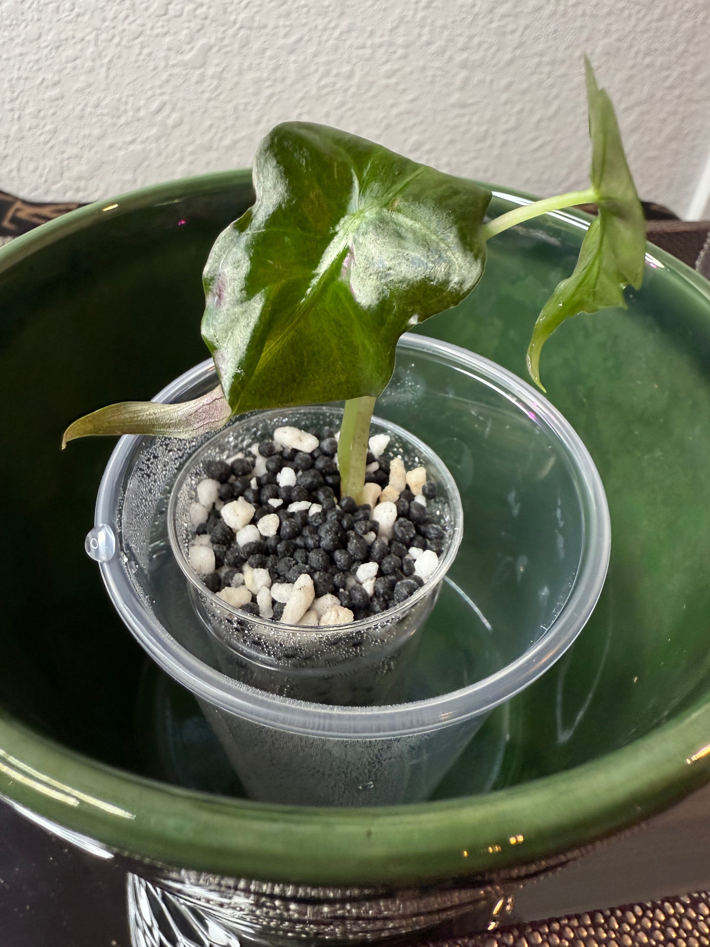 Alocasia Venom (acclimated tissue culture)