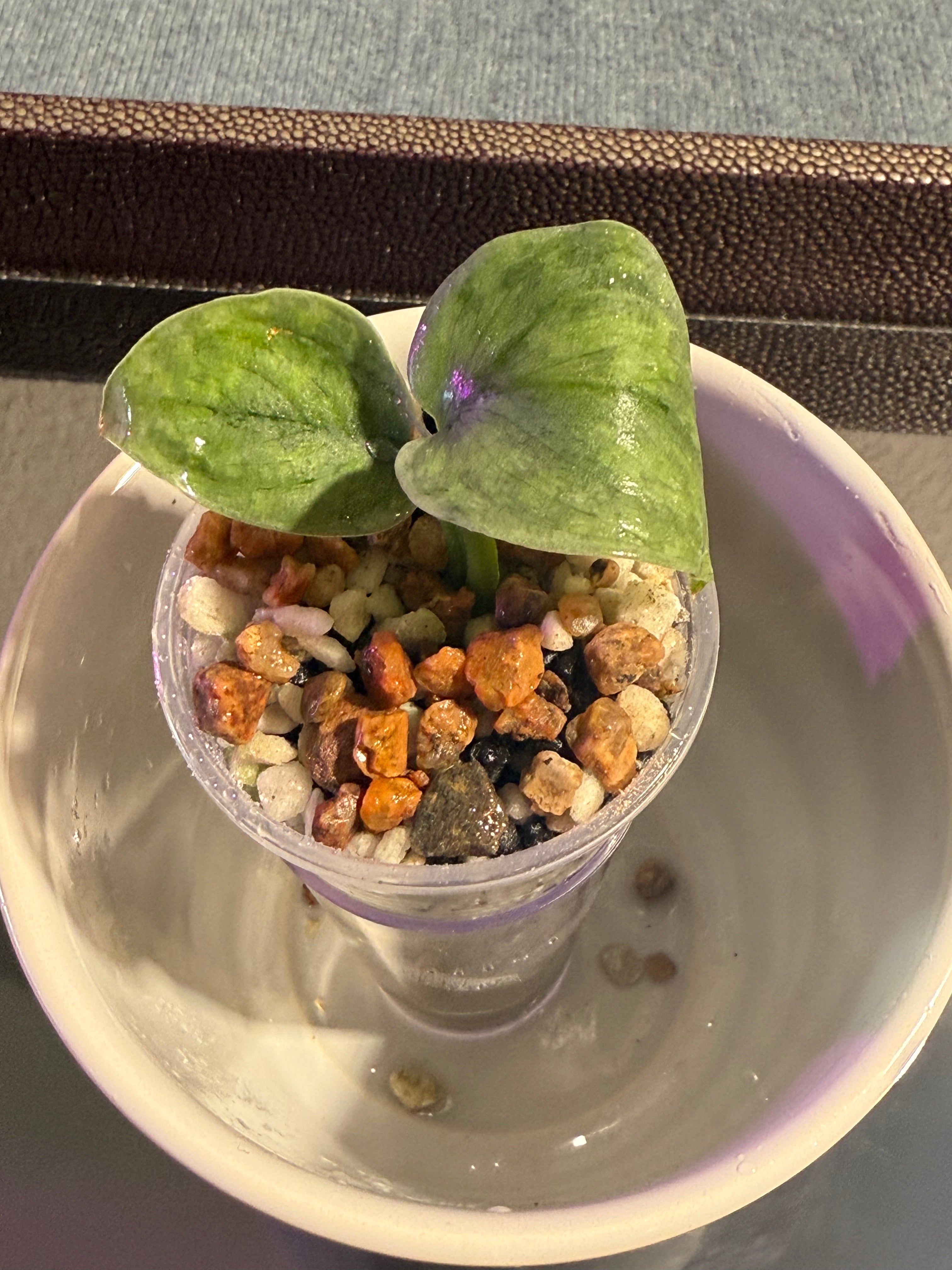 Scindapsus Frosted Tricolor