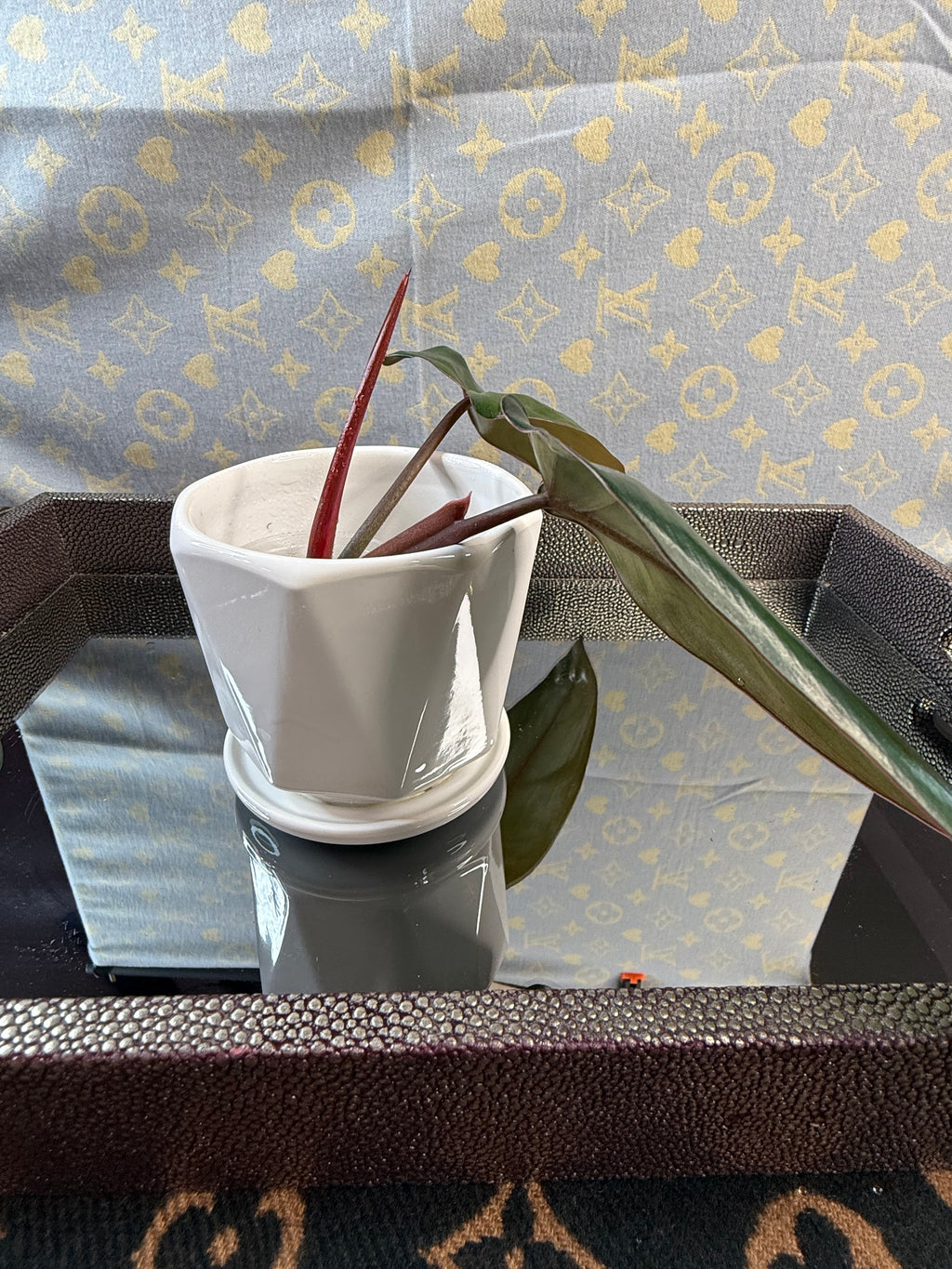 Philodendron Red Anderson cutting