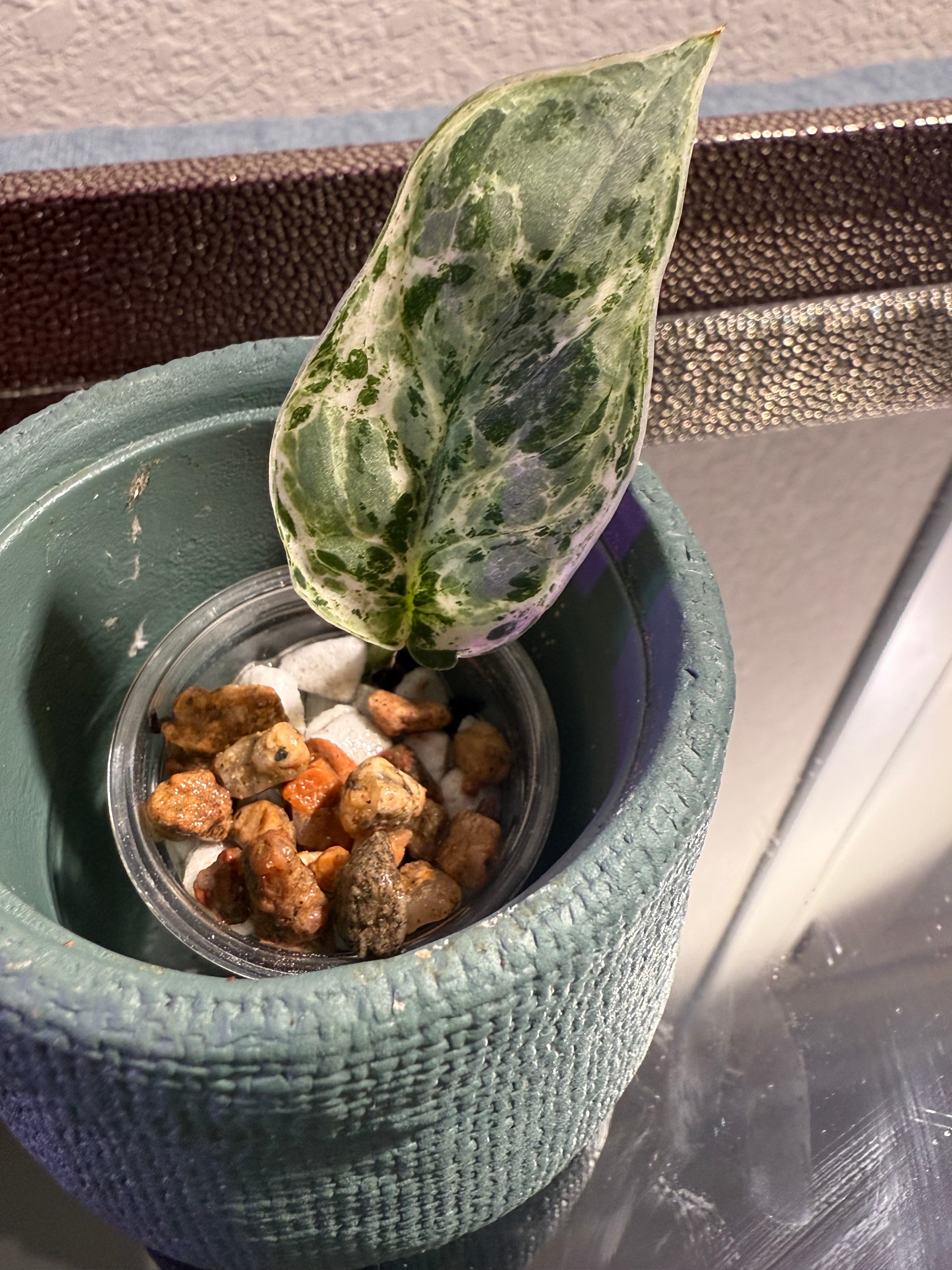 Scindapsus Peasun Variegated