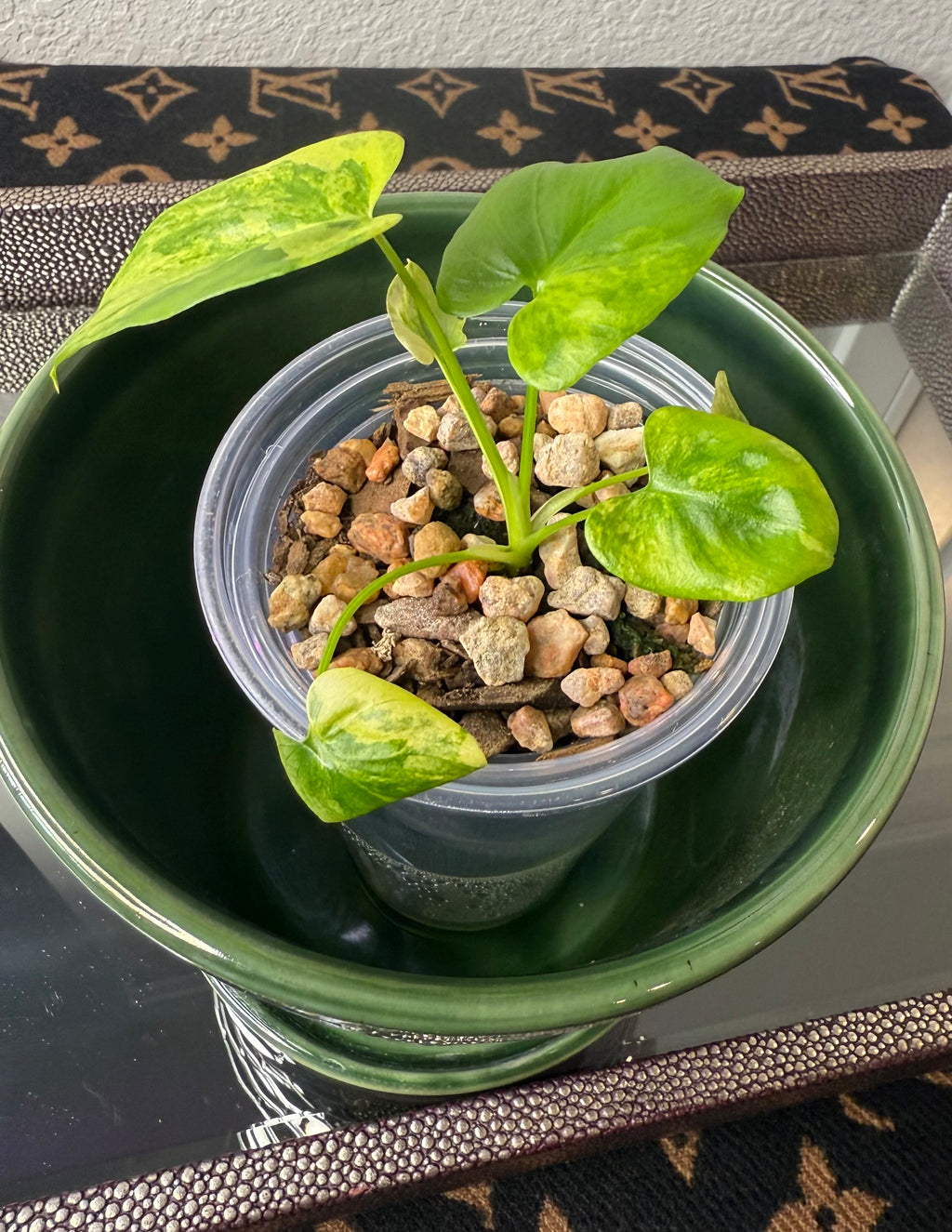 Philodendron Bipinnatifidum Aurea (acclimated tissue culture)