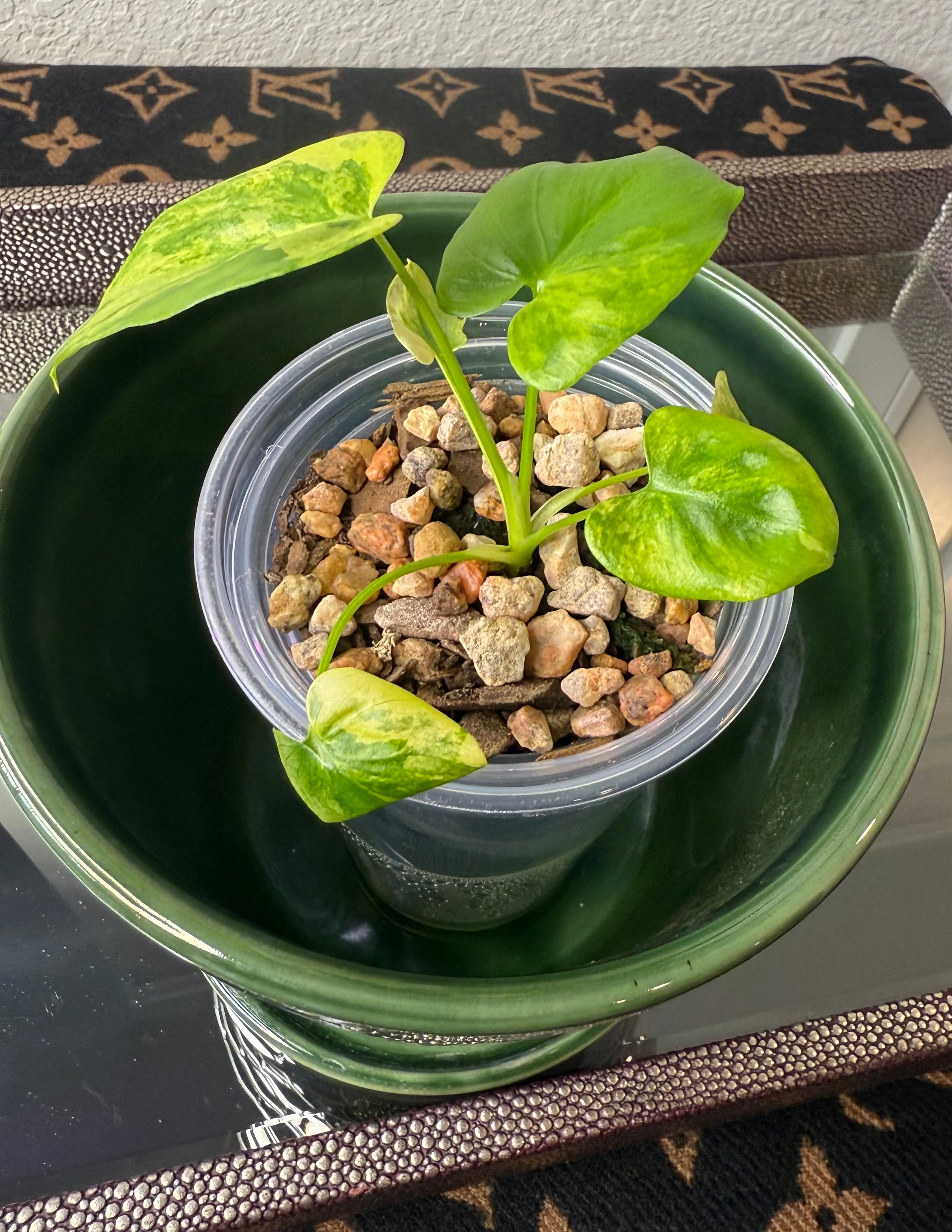 Philodendron Bipinnatifidum Aurea (acclimated tissue culture)