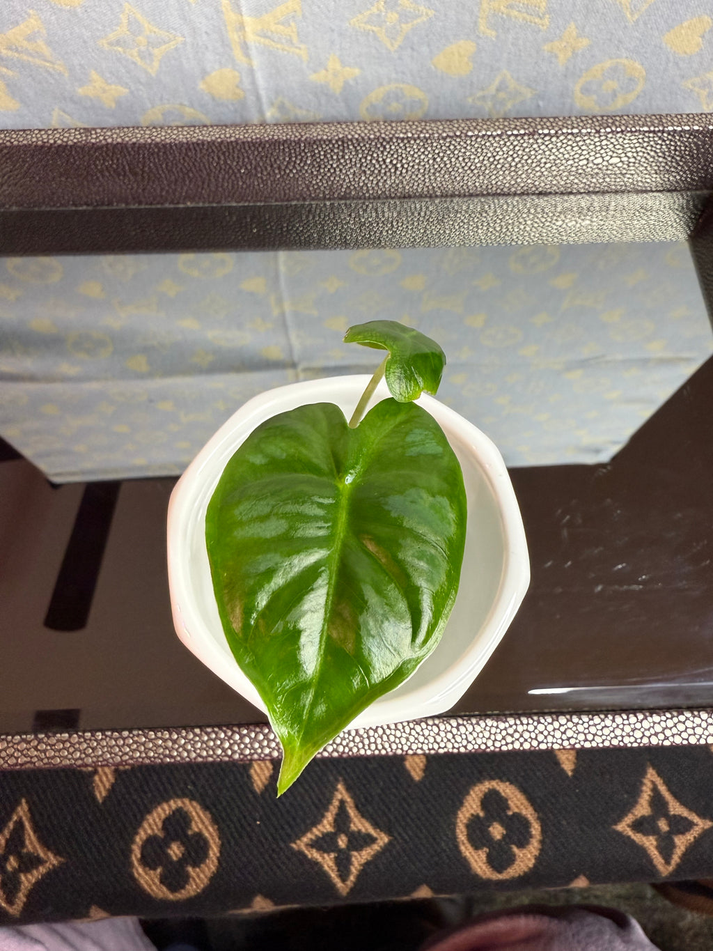 Alocasia Green Velvet (corm grown)