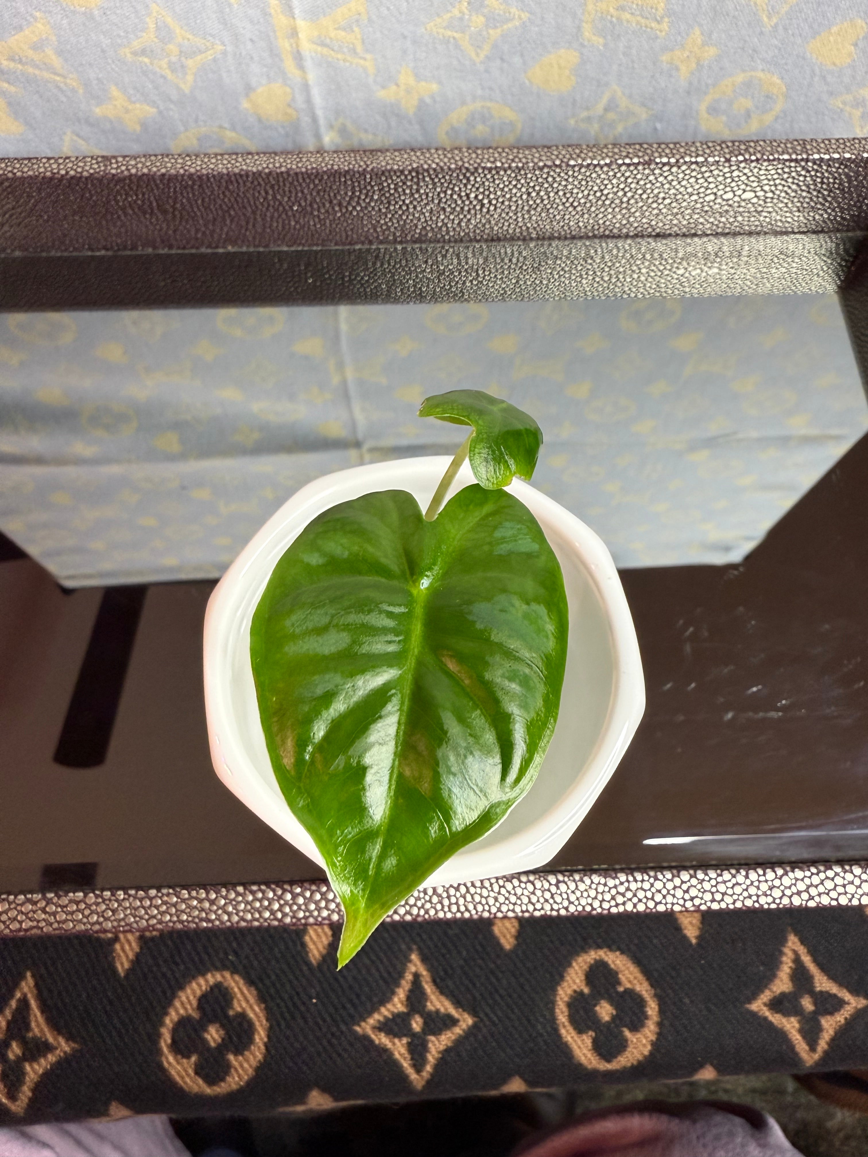 Alocasia Green Velvet (corm grown)