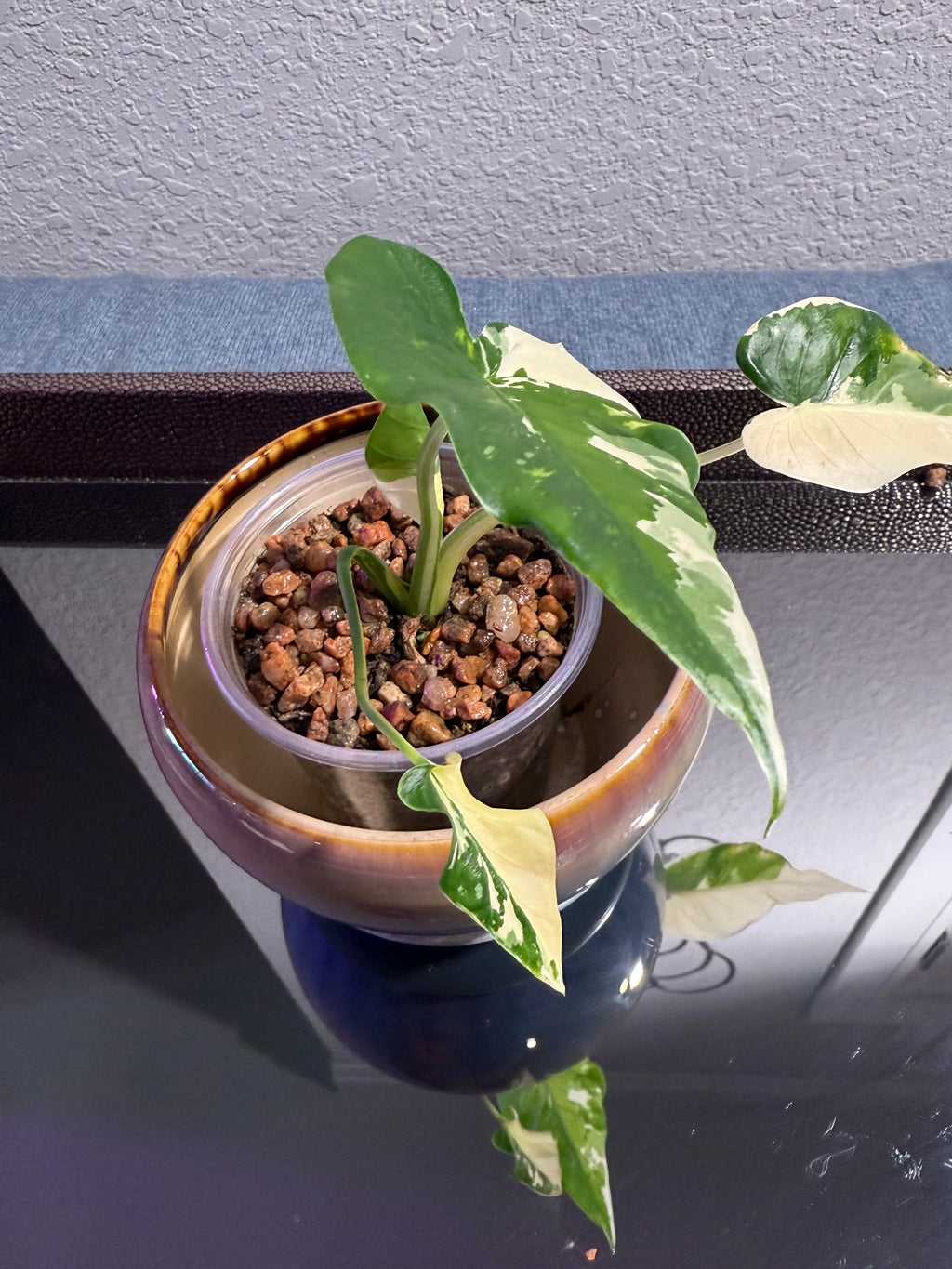 Alocasia Odora Albo