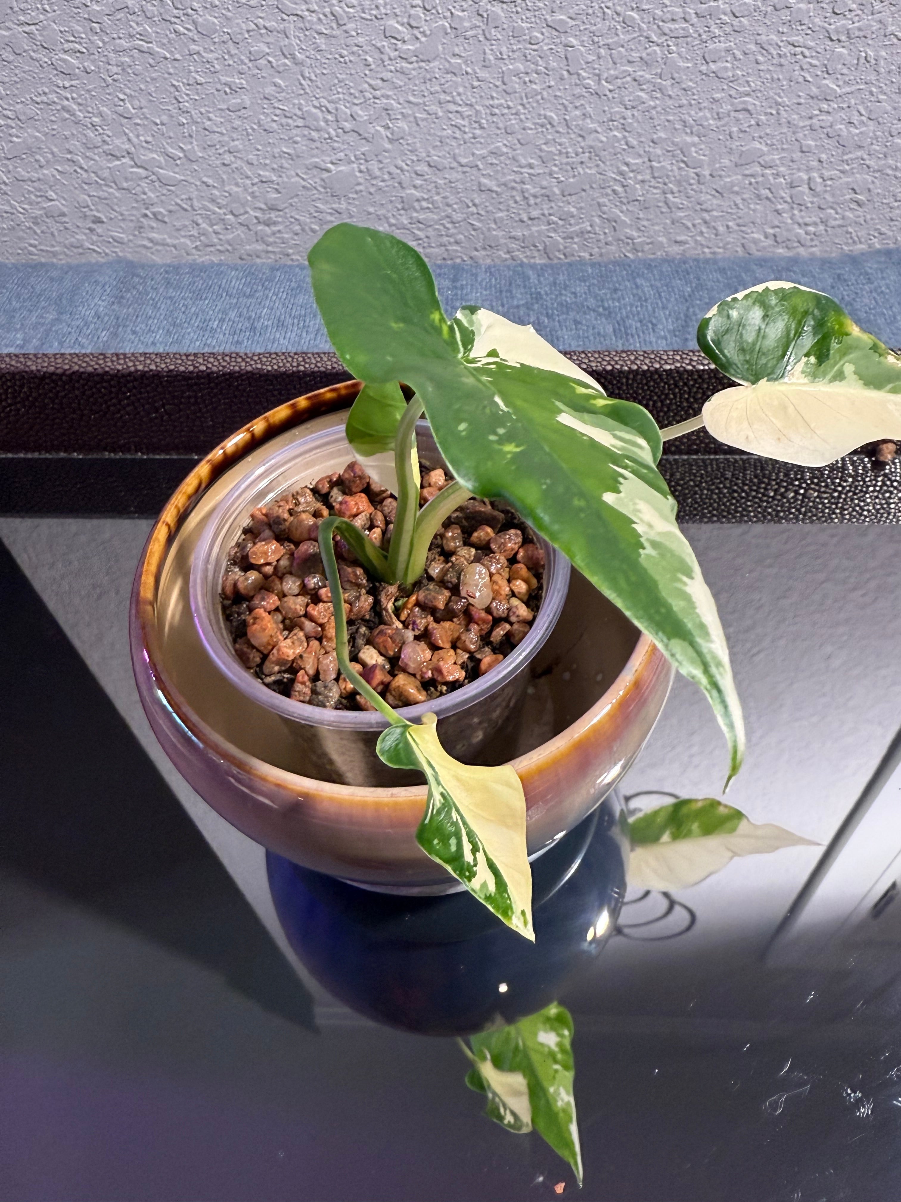 Alocasia Odora Albo