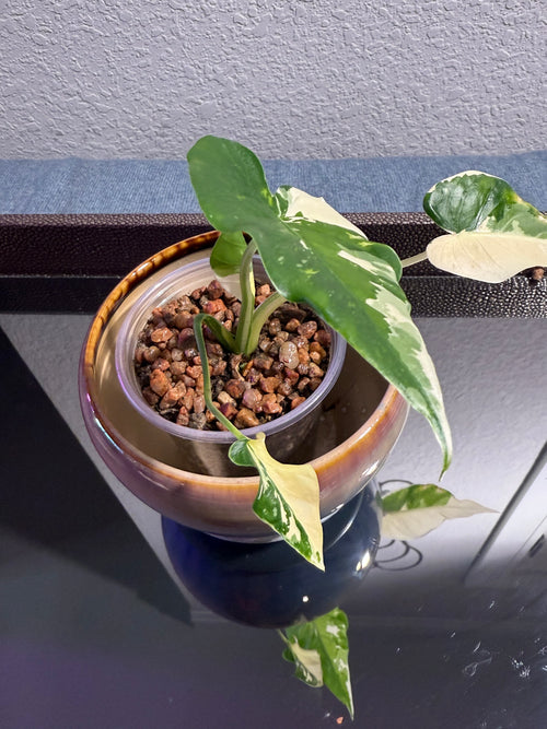 Alocasia Odora Albo