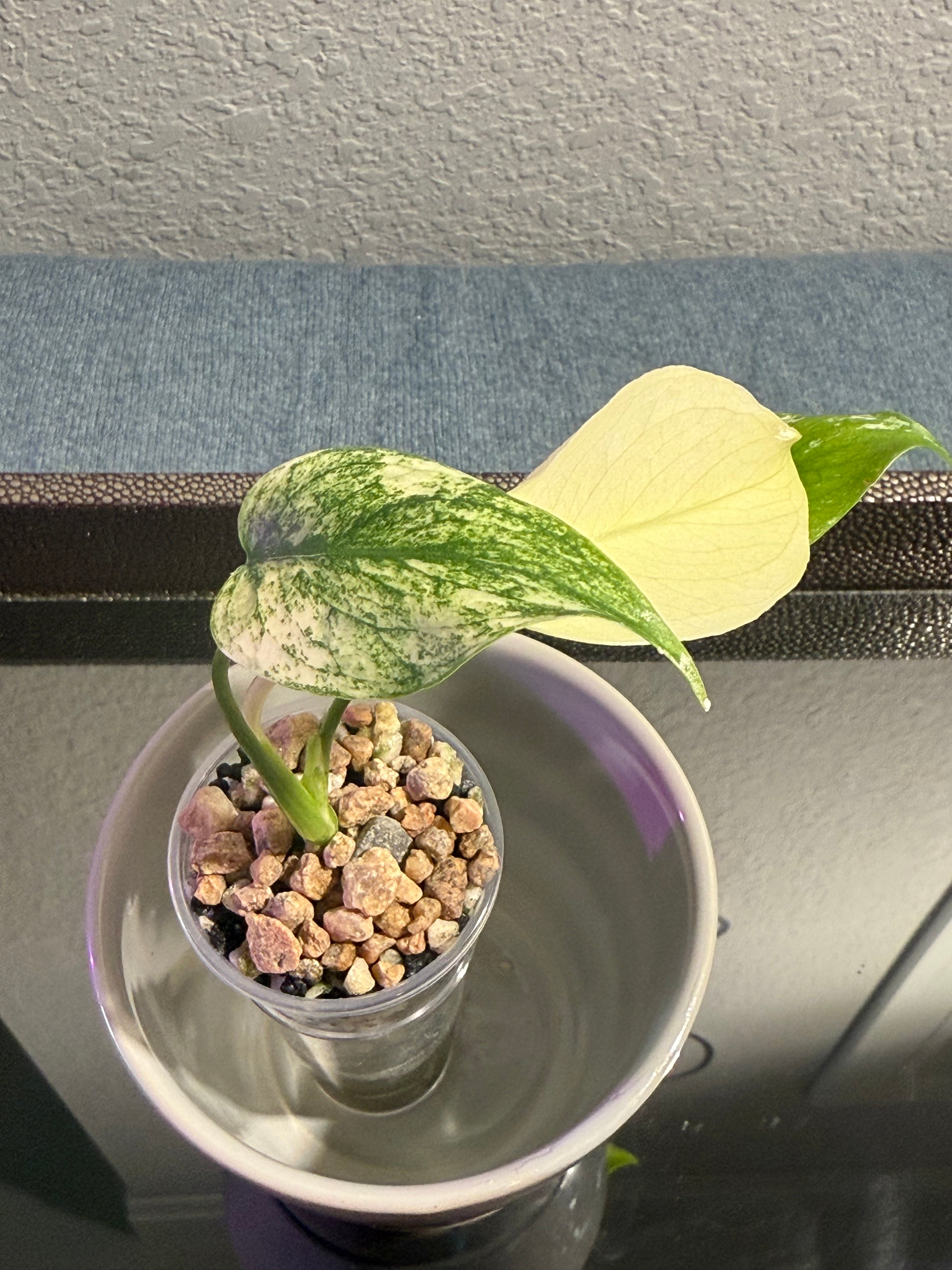 Monstera Mint