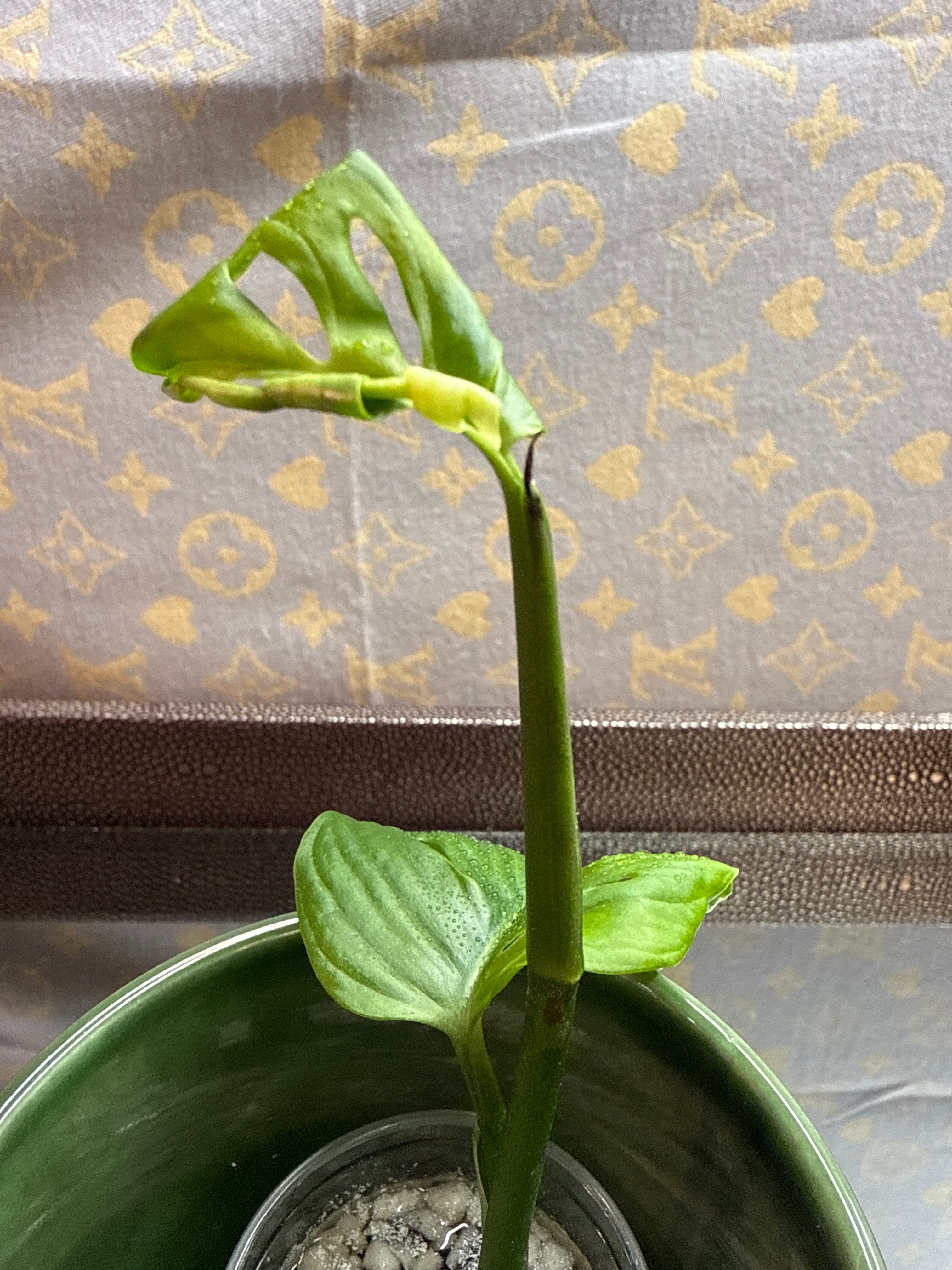 Monstera Adonsonii Albo cutting
