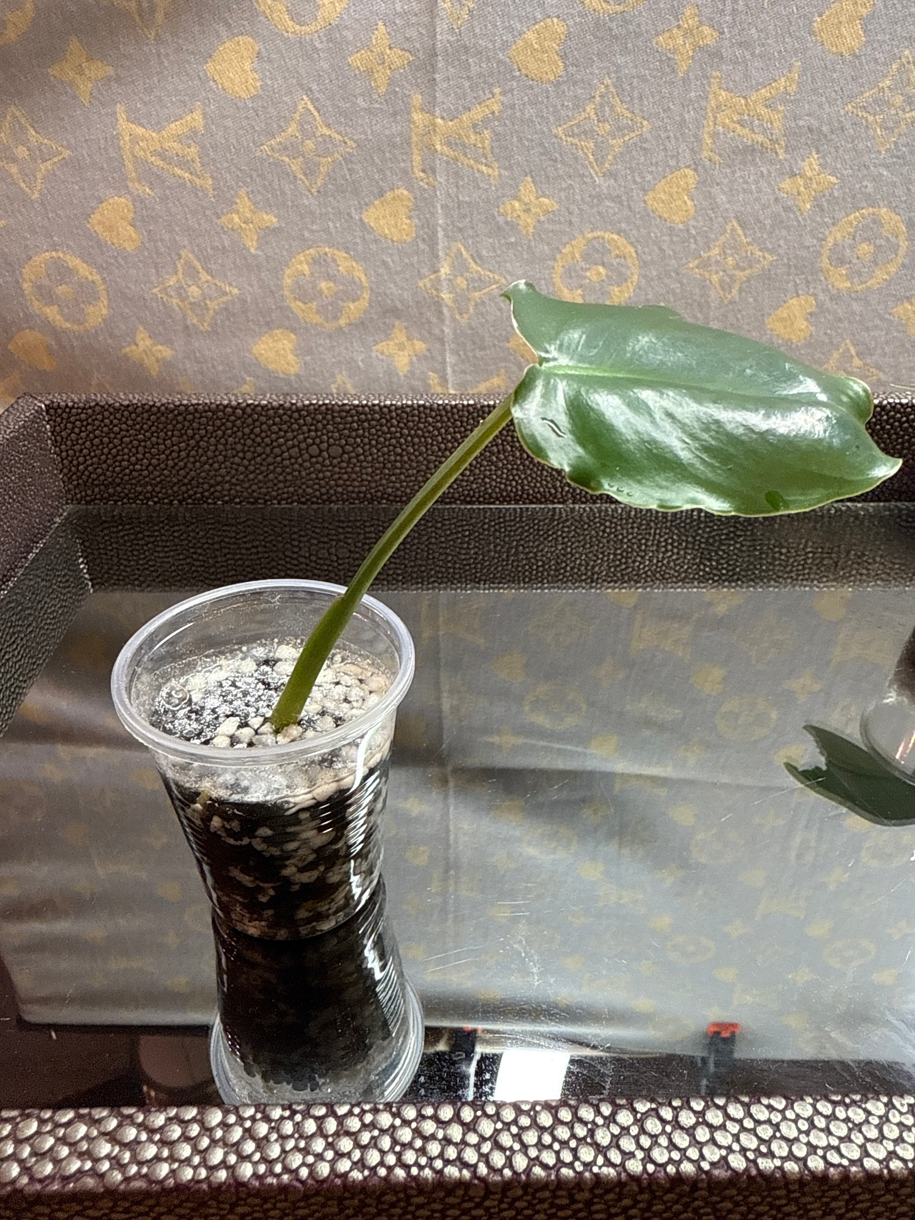Philodendron Burle Marx cutting
