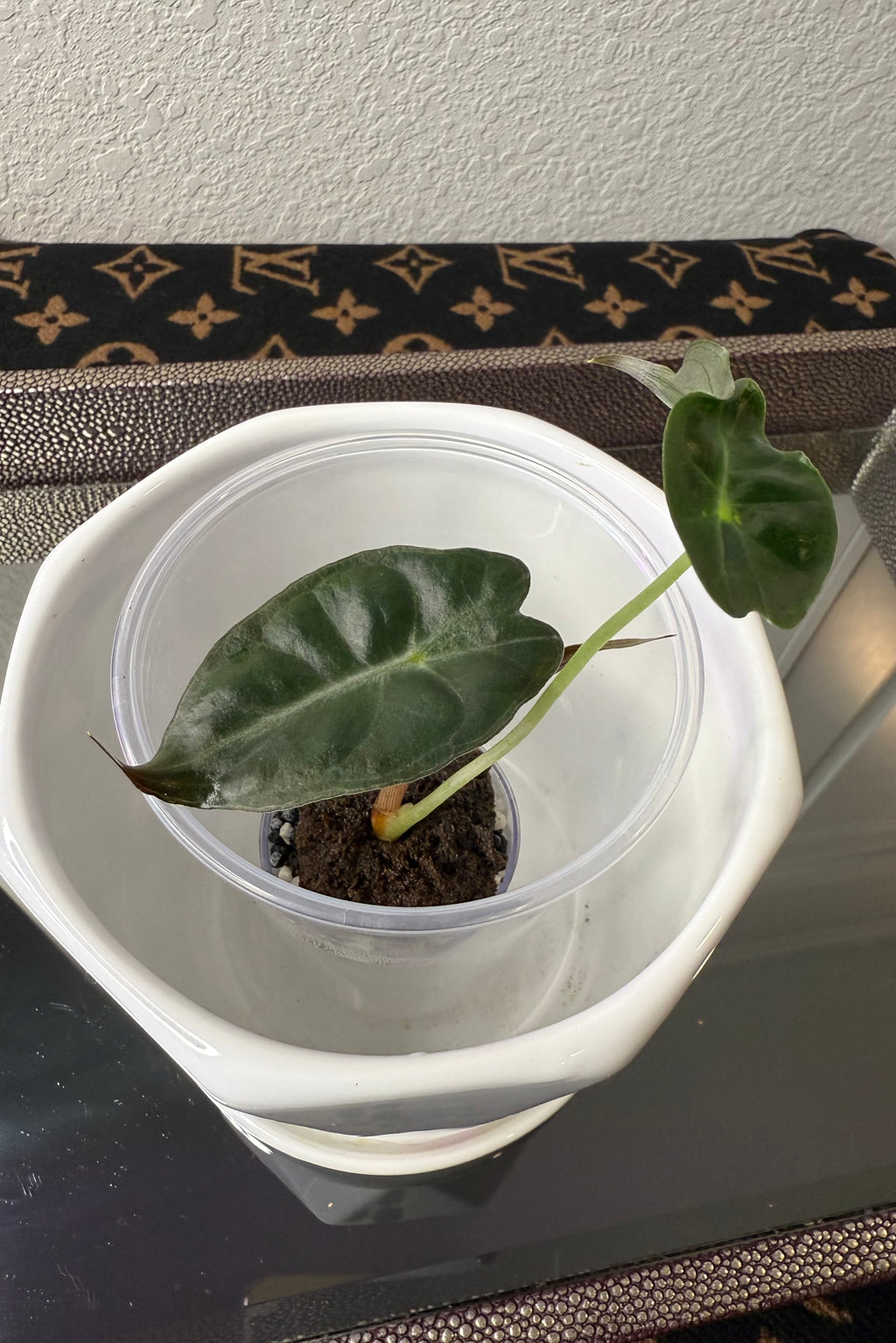 Alocasia Venom (acclimated tissue culture)