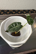Alocasia Venom (acclimated tissue culture)