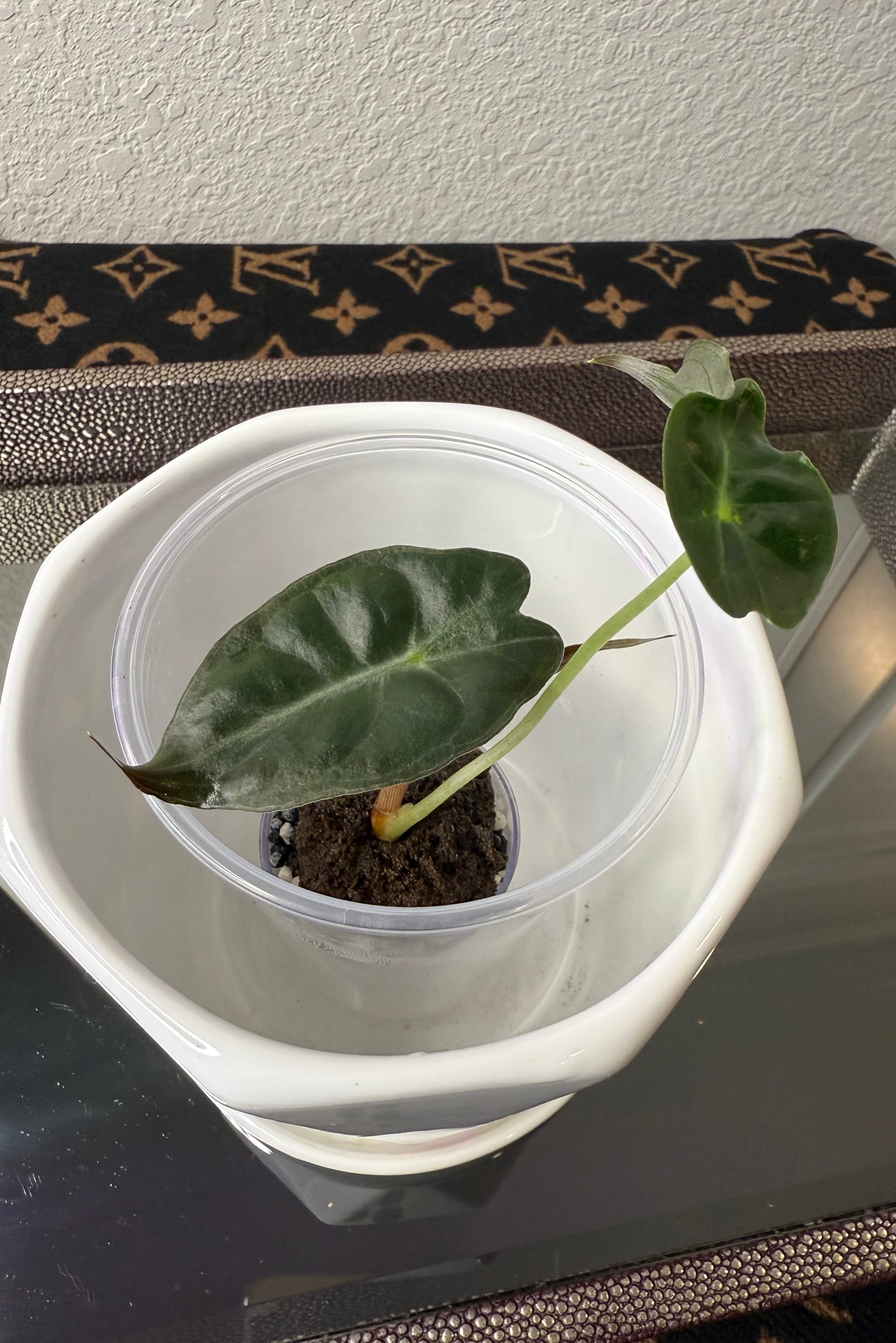 Alocasia Venom (acclimated tissue culture)