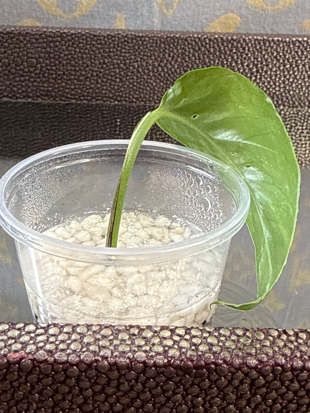 Epipremnum Pinnatum Albo Variegated rooted cutting