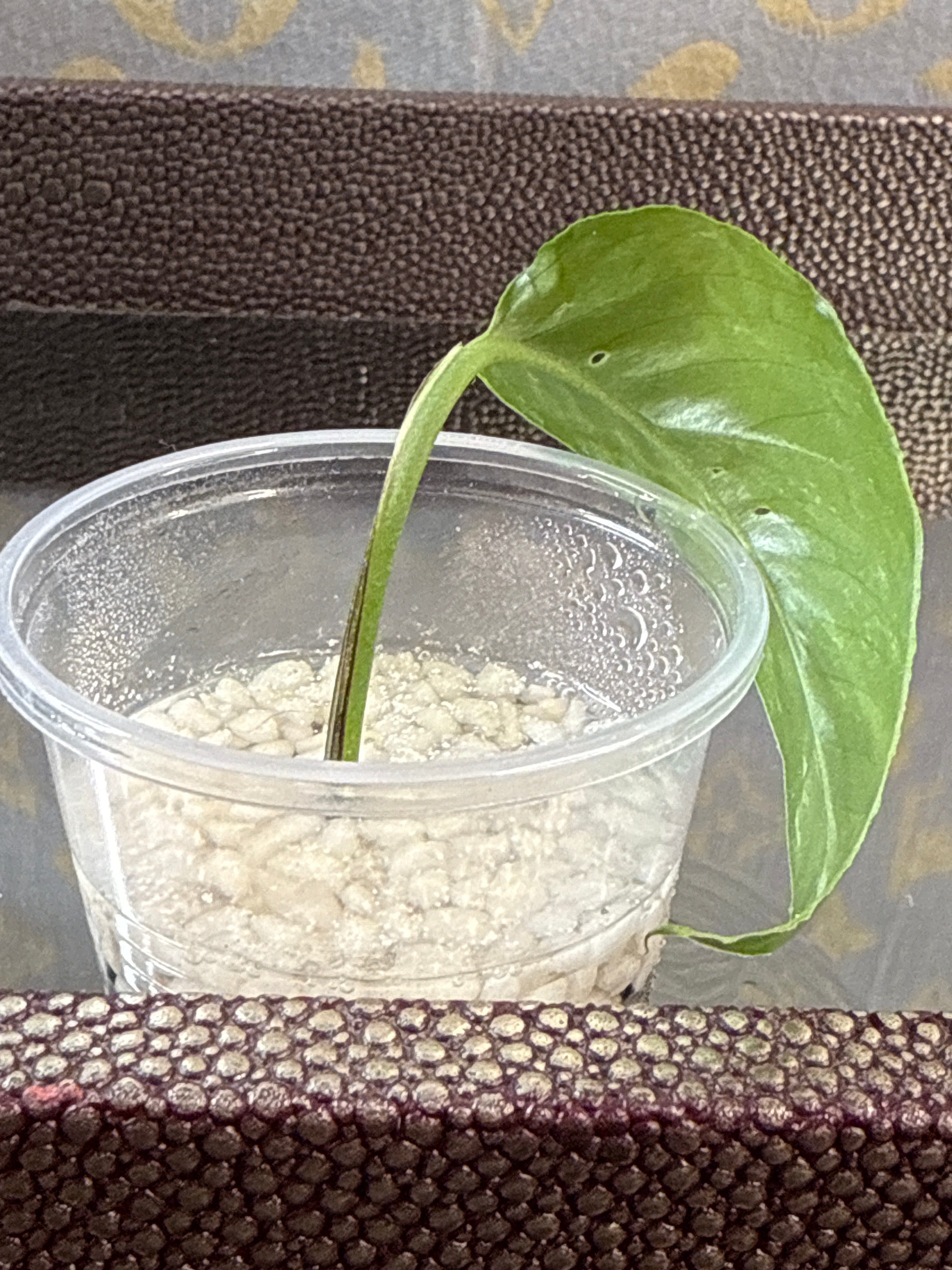 Epipremnum Pinnatum Albo Variegated rooted cutting