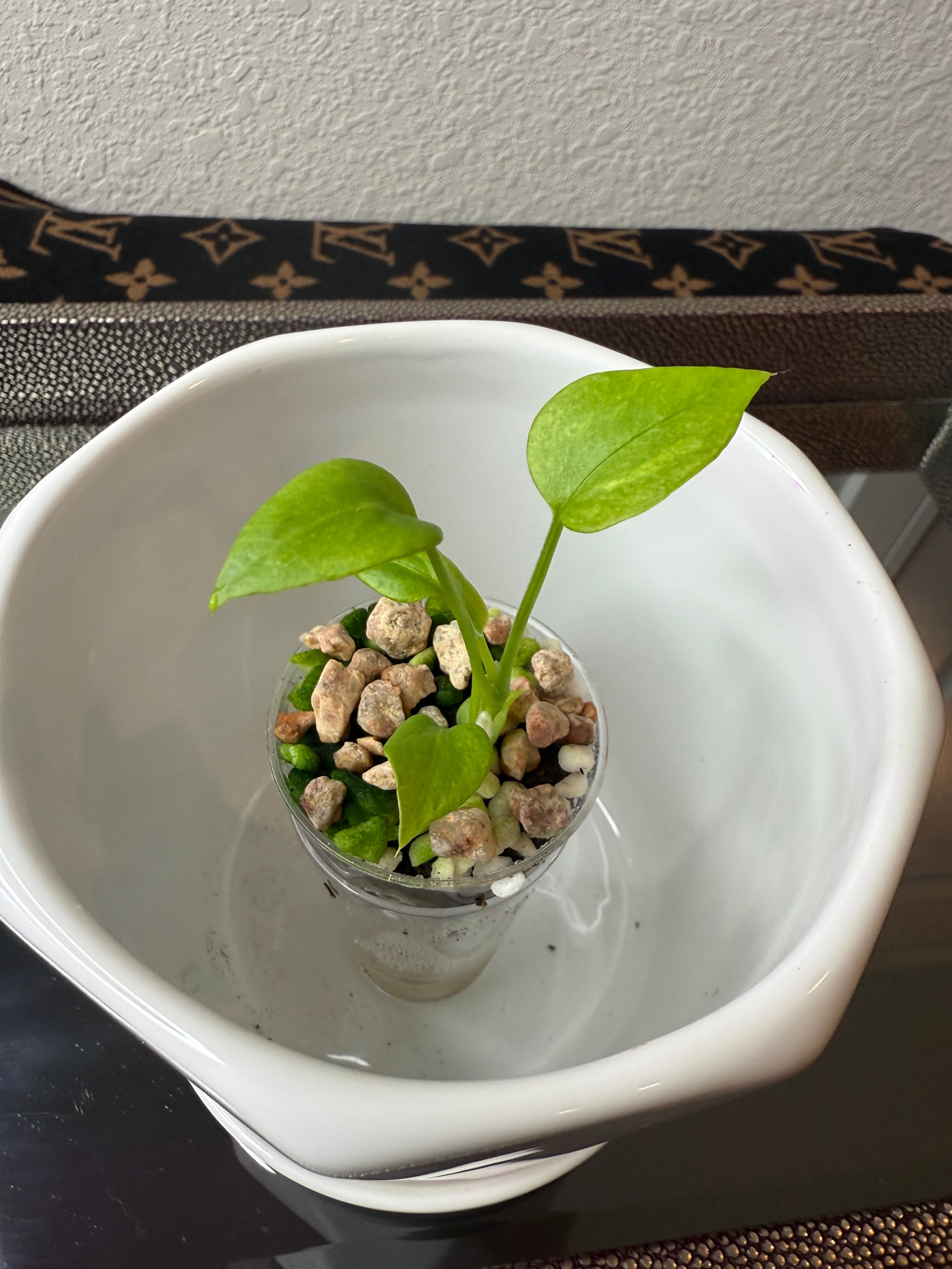 Anthurium Vittarifolium Variegated (acclimated tissue culture)