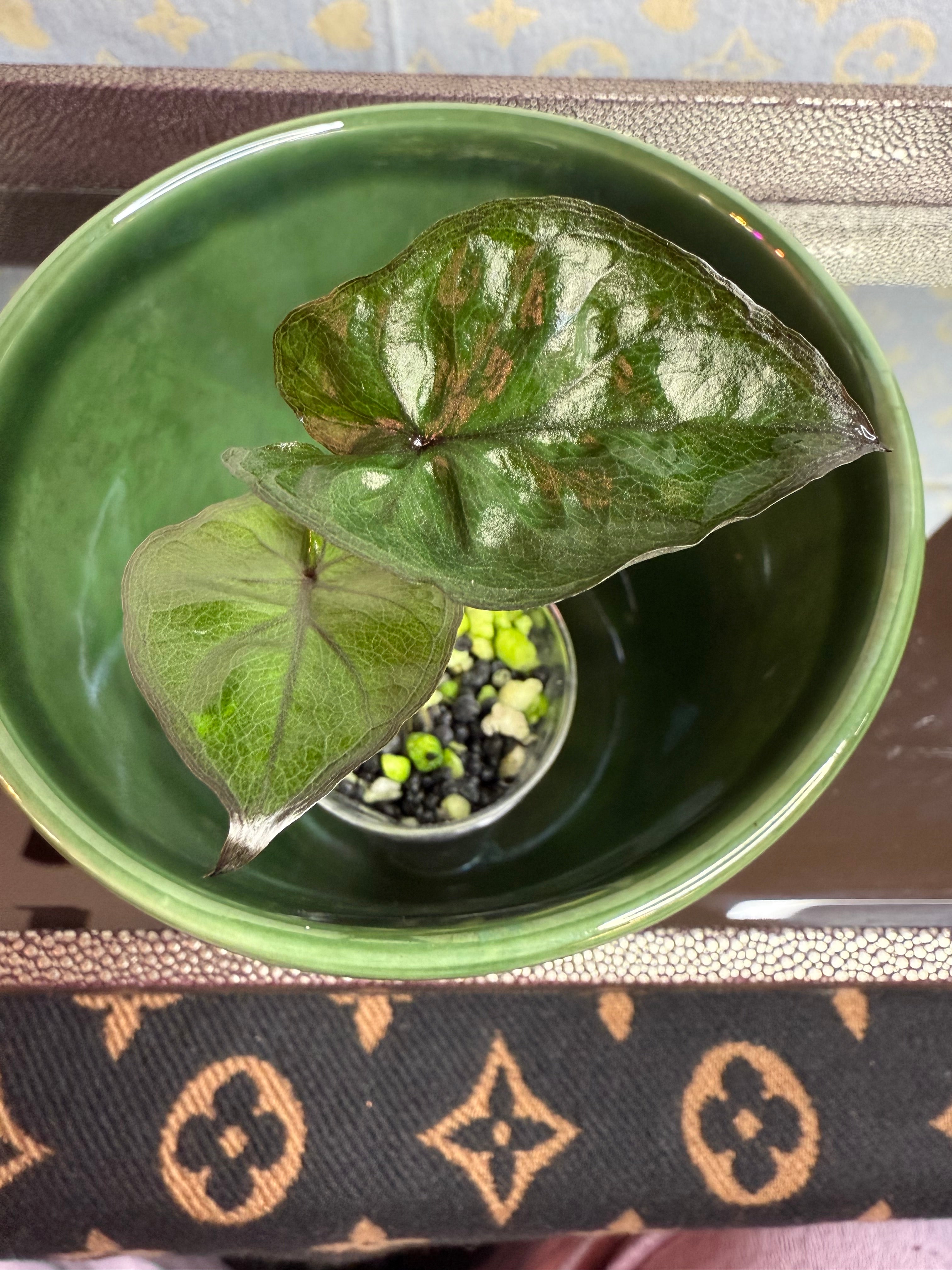 Alocasia Antoro Velvet (corm grown)