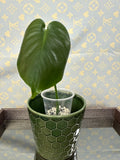 Monstera Deliciosa
