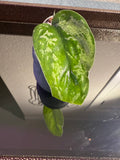 Scindapsus Mejile