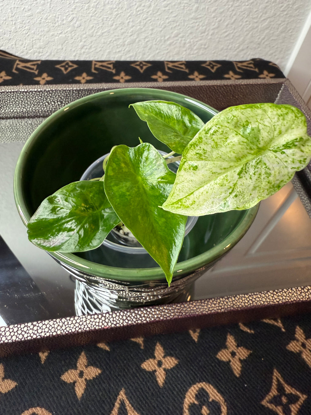 Alocasia Odora Batik (acclimated tissue culture)