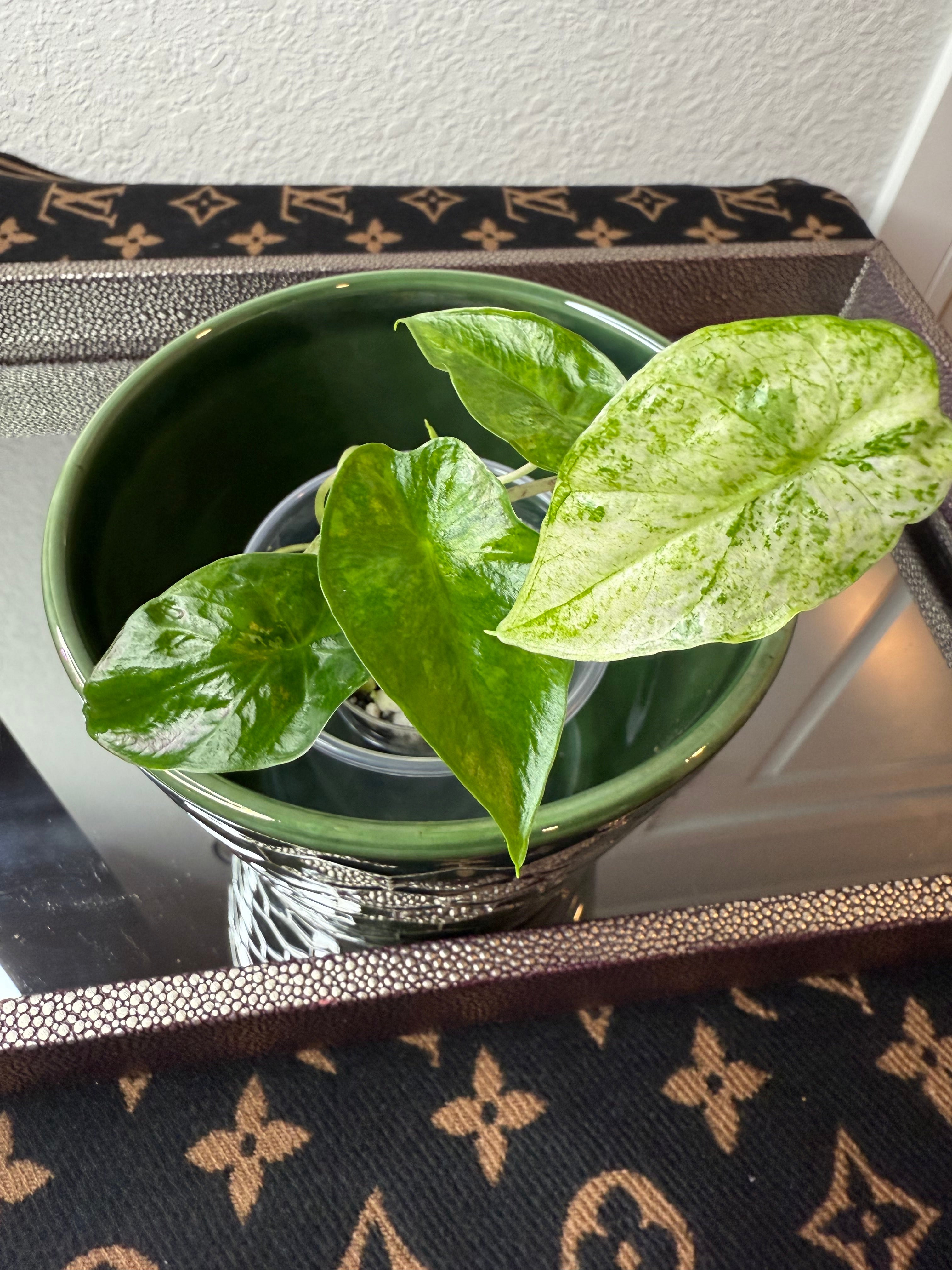 Alocasia Odora Batik (acclimated tissue culture)