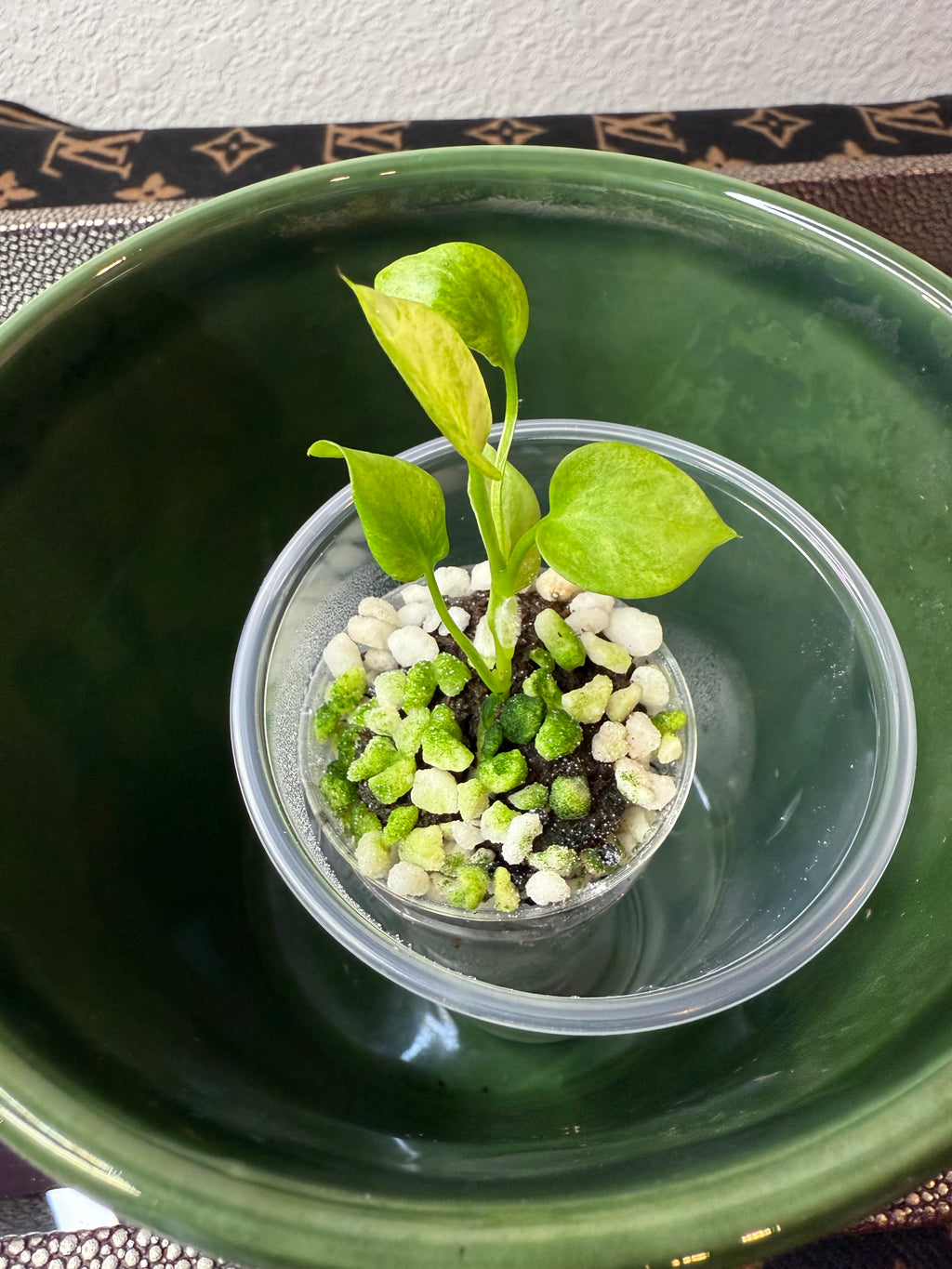 Anthurium Vittarifolium Variegated (acclimated tissue culture)