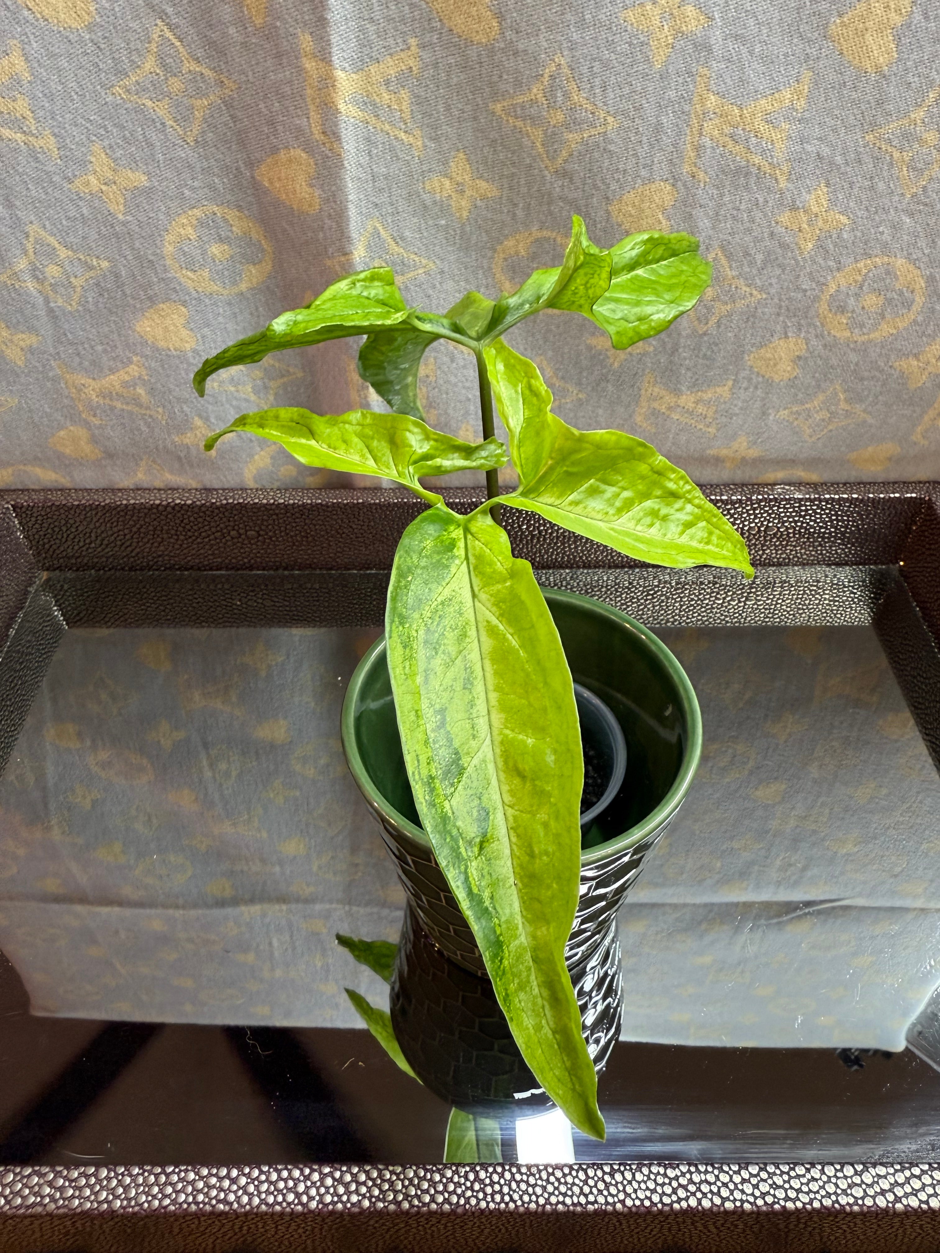 Syngonium Angustatum Variegated cutting