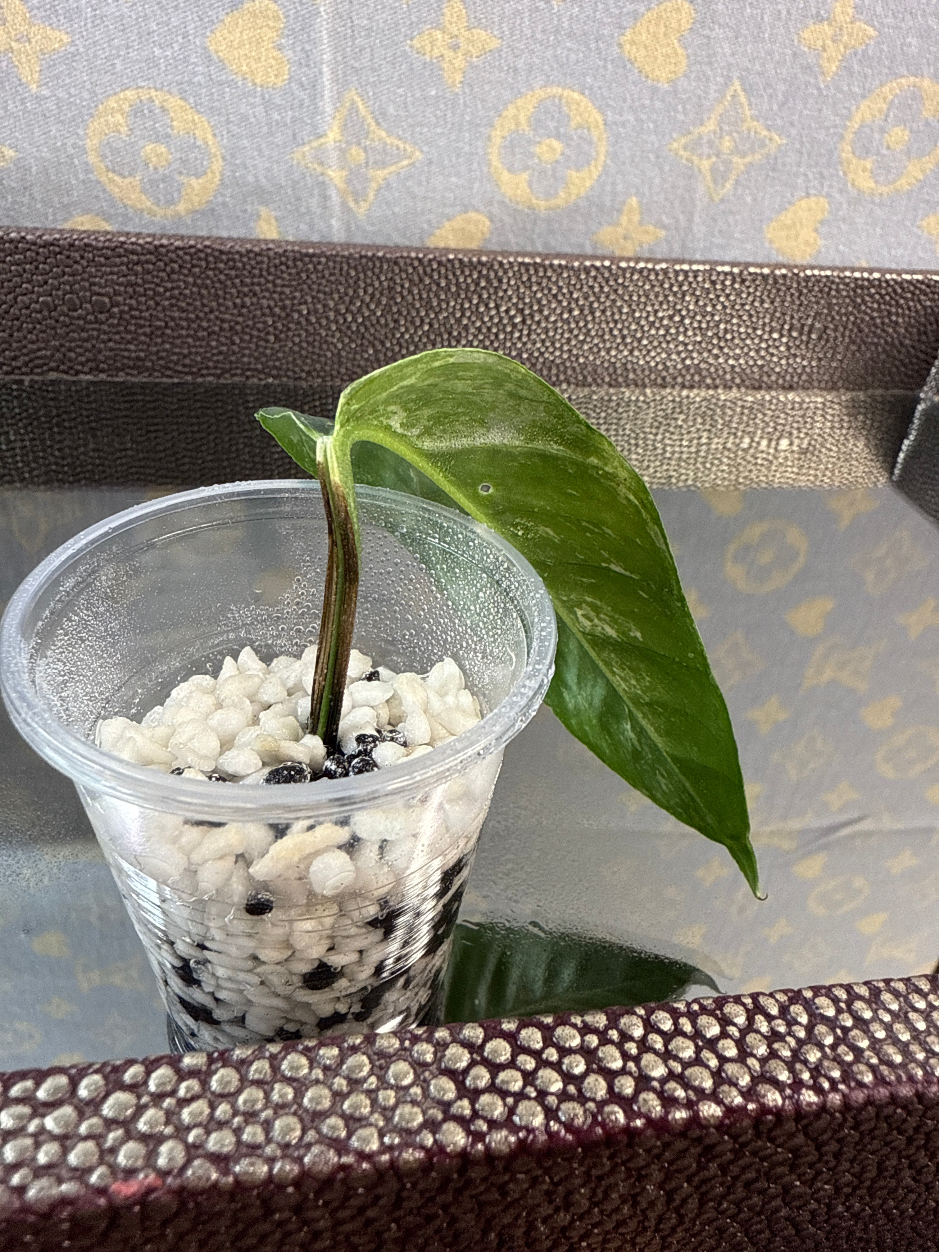 Epipremnum Pinnatum Albo rooted cutting