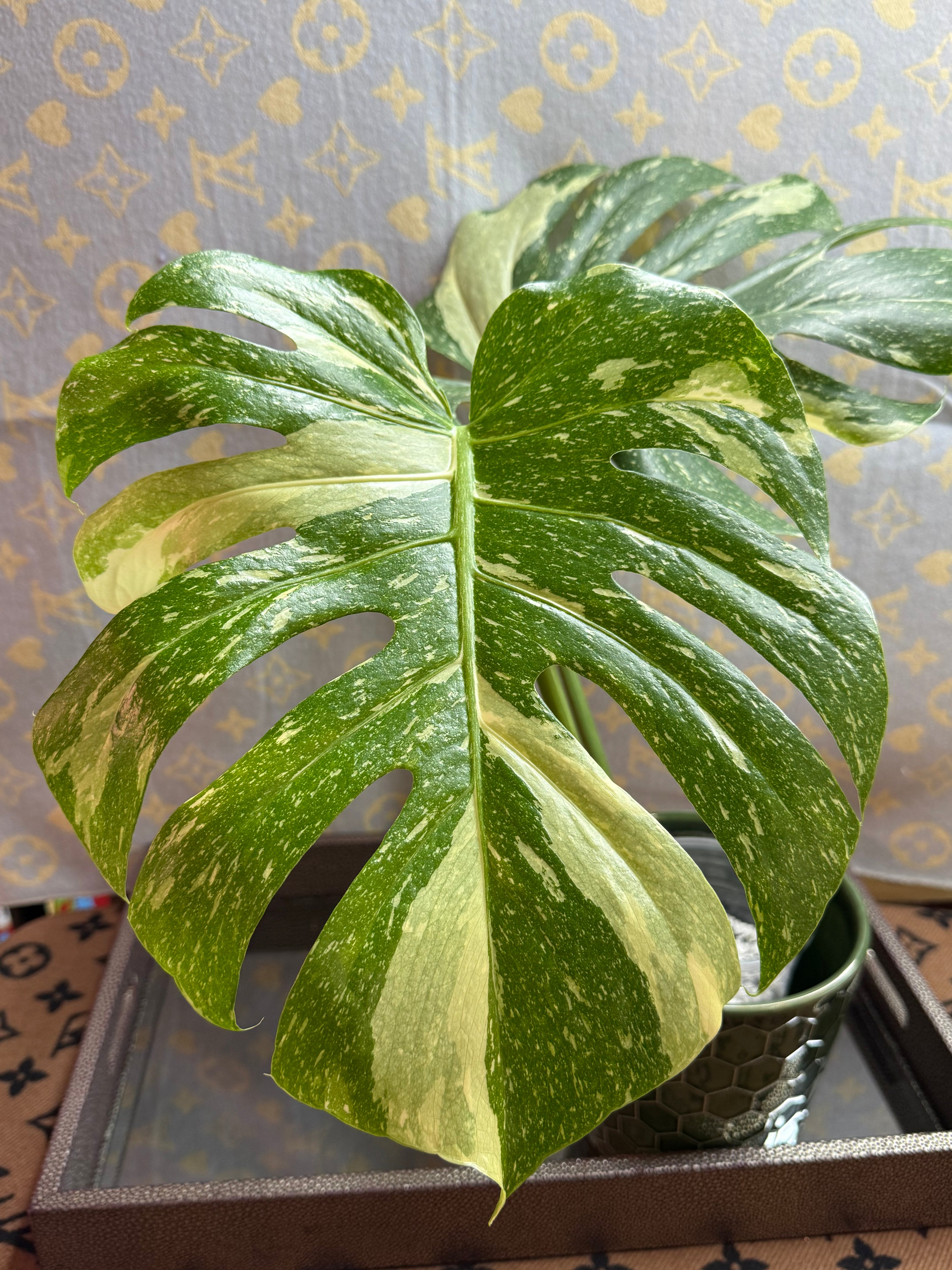 Monstera Thai Constellation cutting