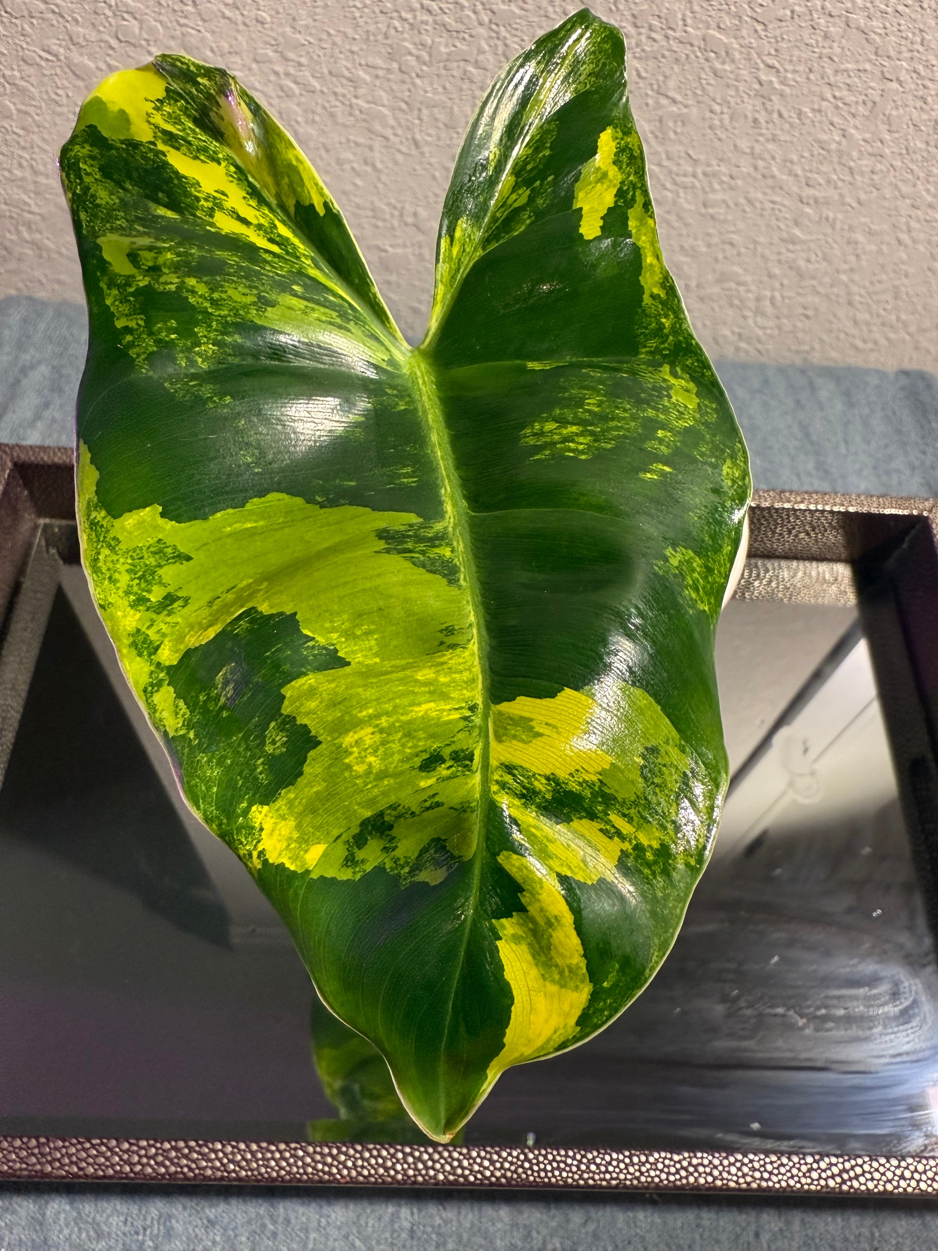 Philodendron Burle Marx Variegated