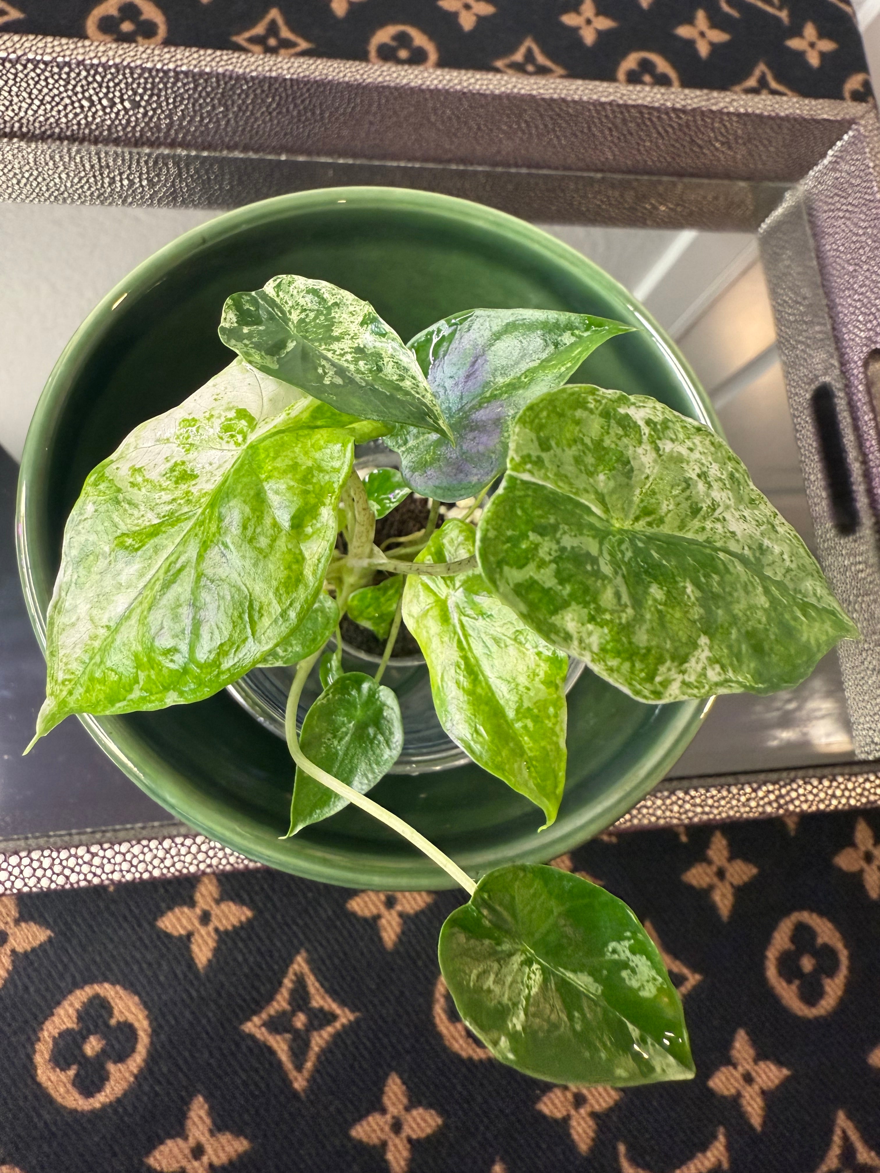 Alocasia Odora Batik (acclimated tissue culture)