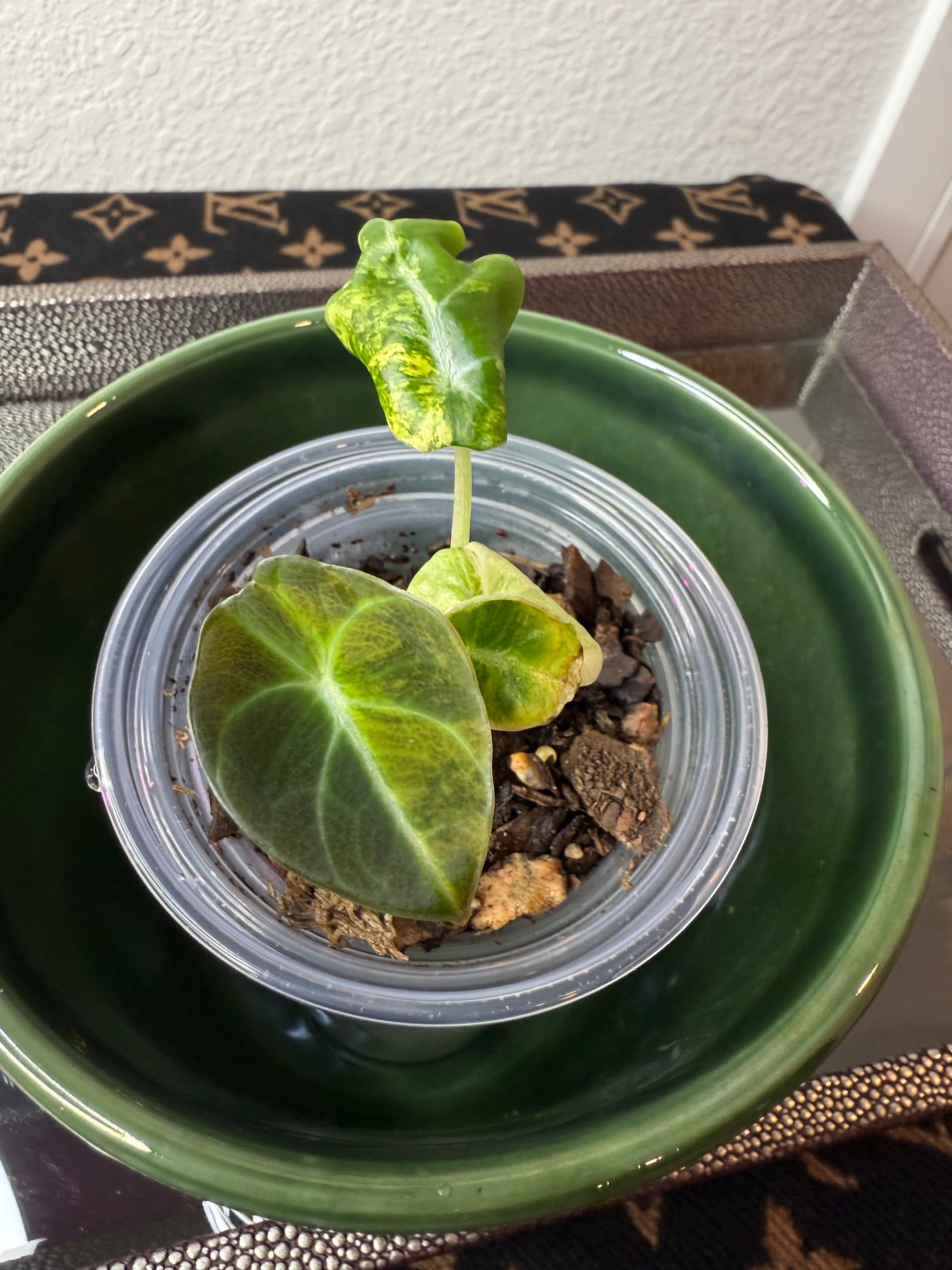 Alocasia Black Velvet Gold-Aurea (acclimated tissue culture)