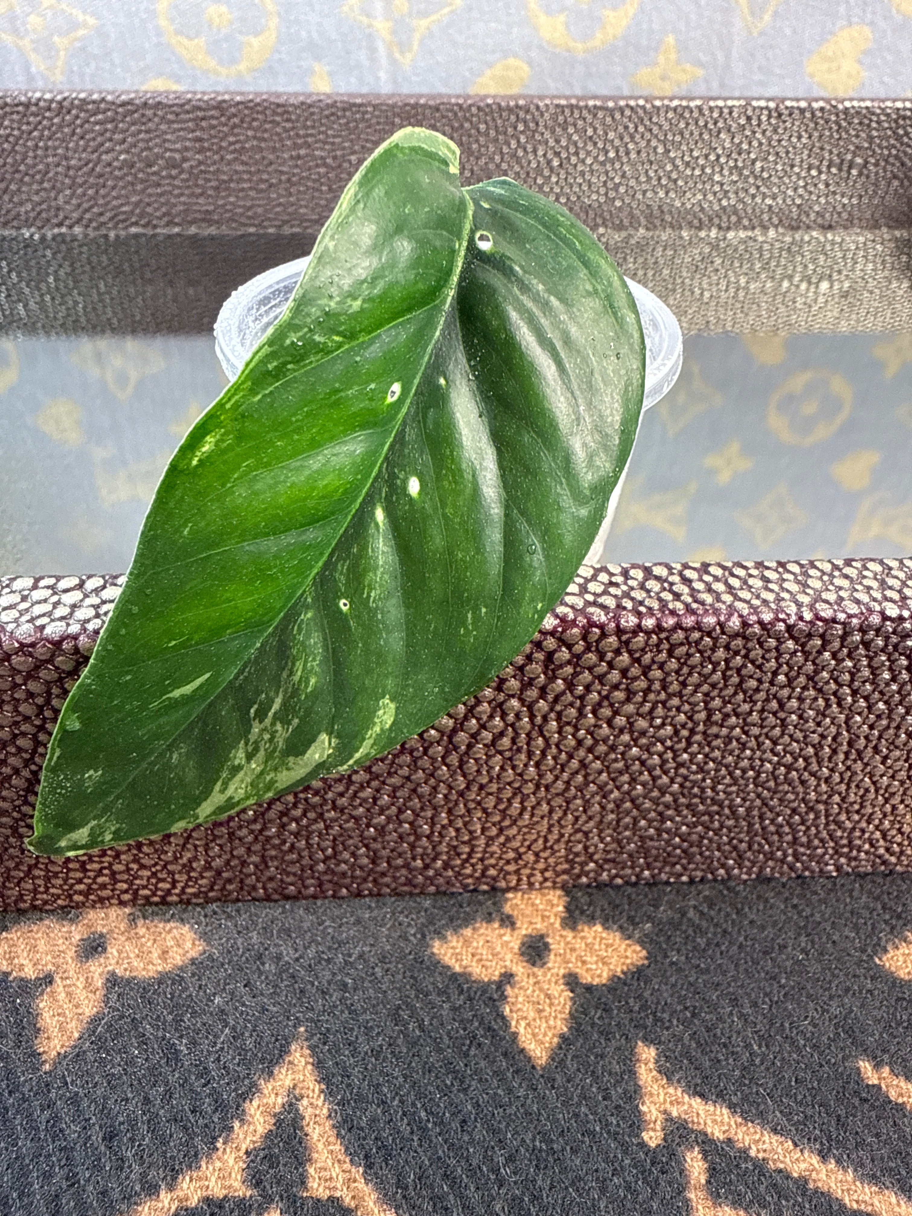 Epipremnum Pinnatum Albo rooted cutting