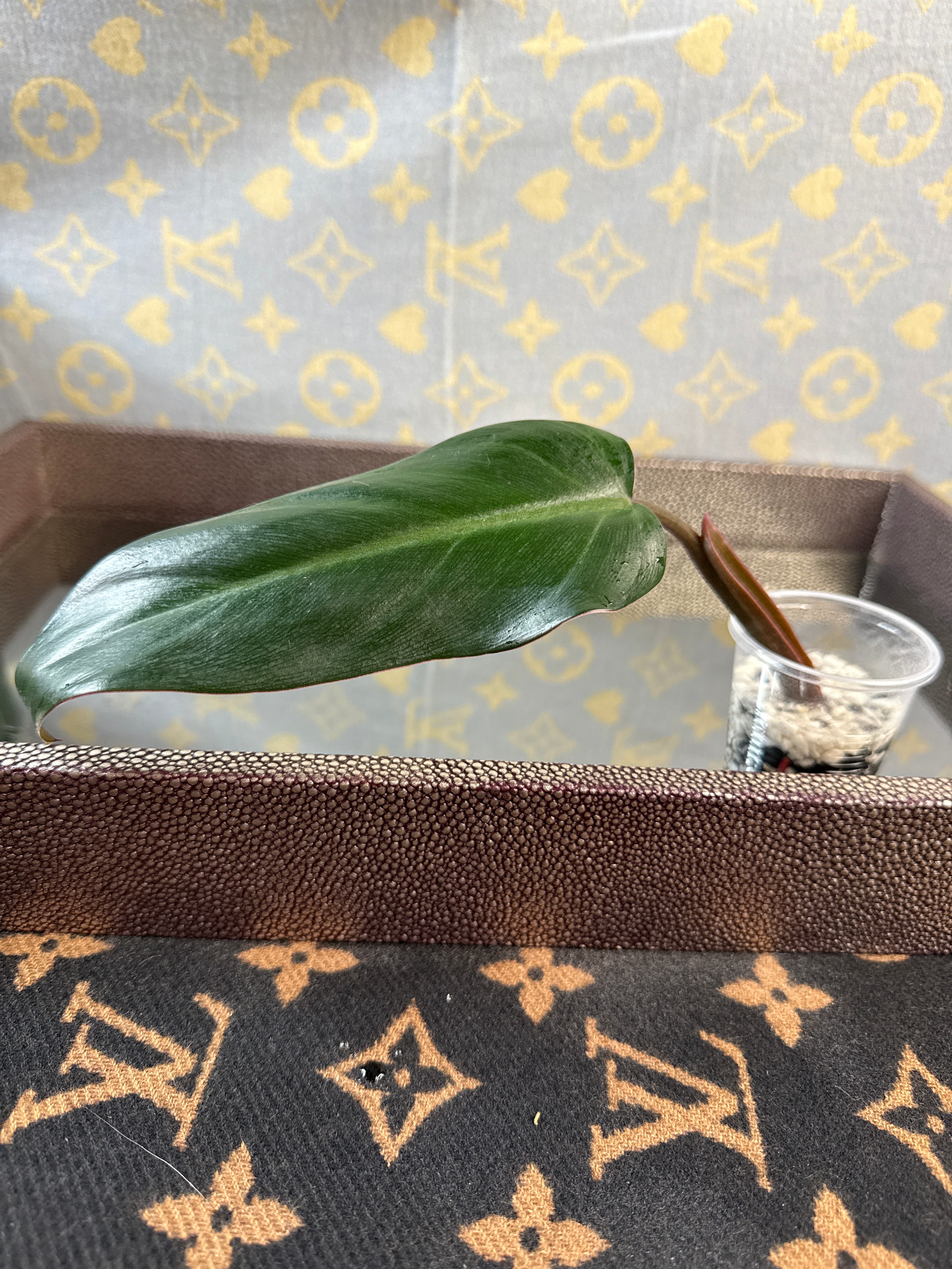 Philodendron Red Anderson cutting