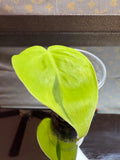 Philodendron Lemon Lime Heartleaf cutting