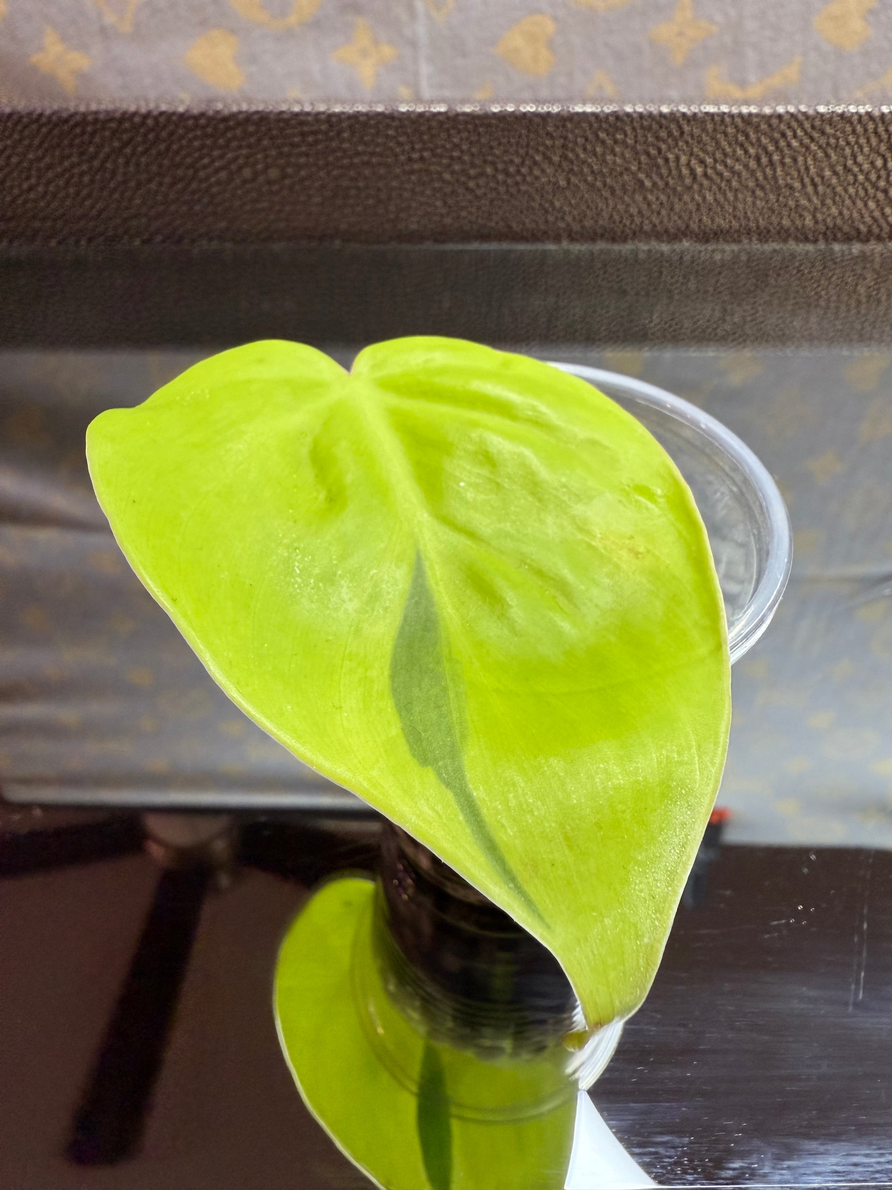 Philodendron Lemon Lime Heartleaf cutting