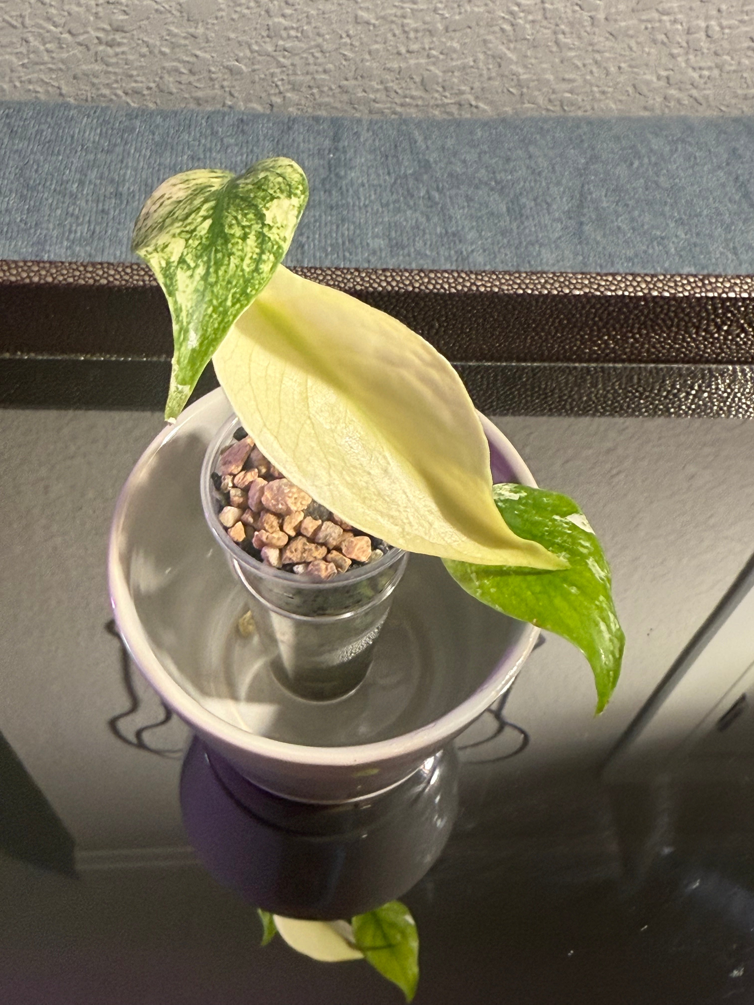 Monstera Mint